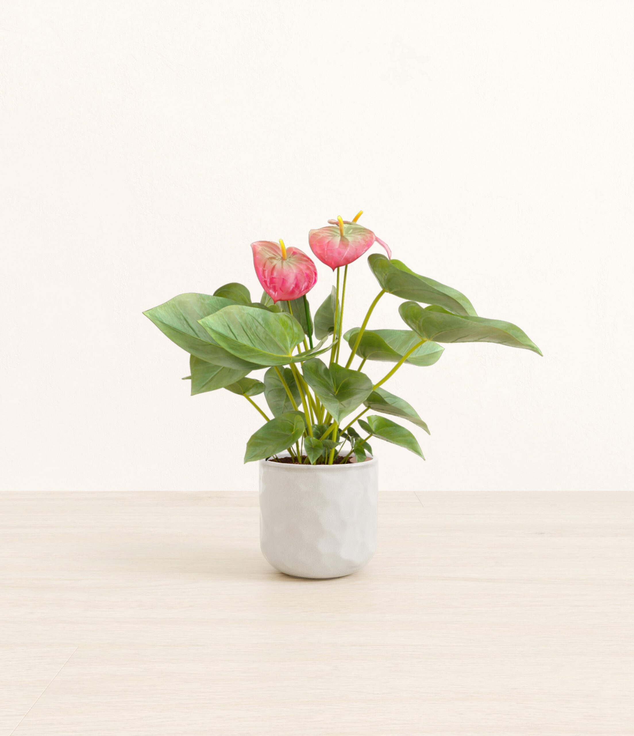 Anthurium_pink_Hammerd_Ivory.jpg
