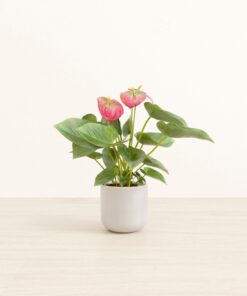 Anthurium Pink - Small Small Yoko
