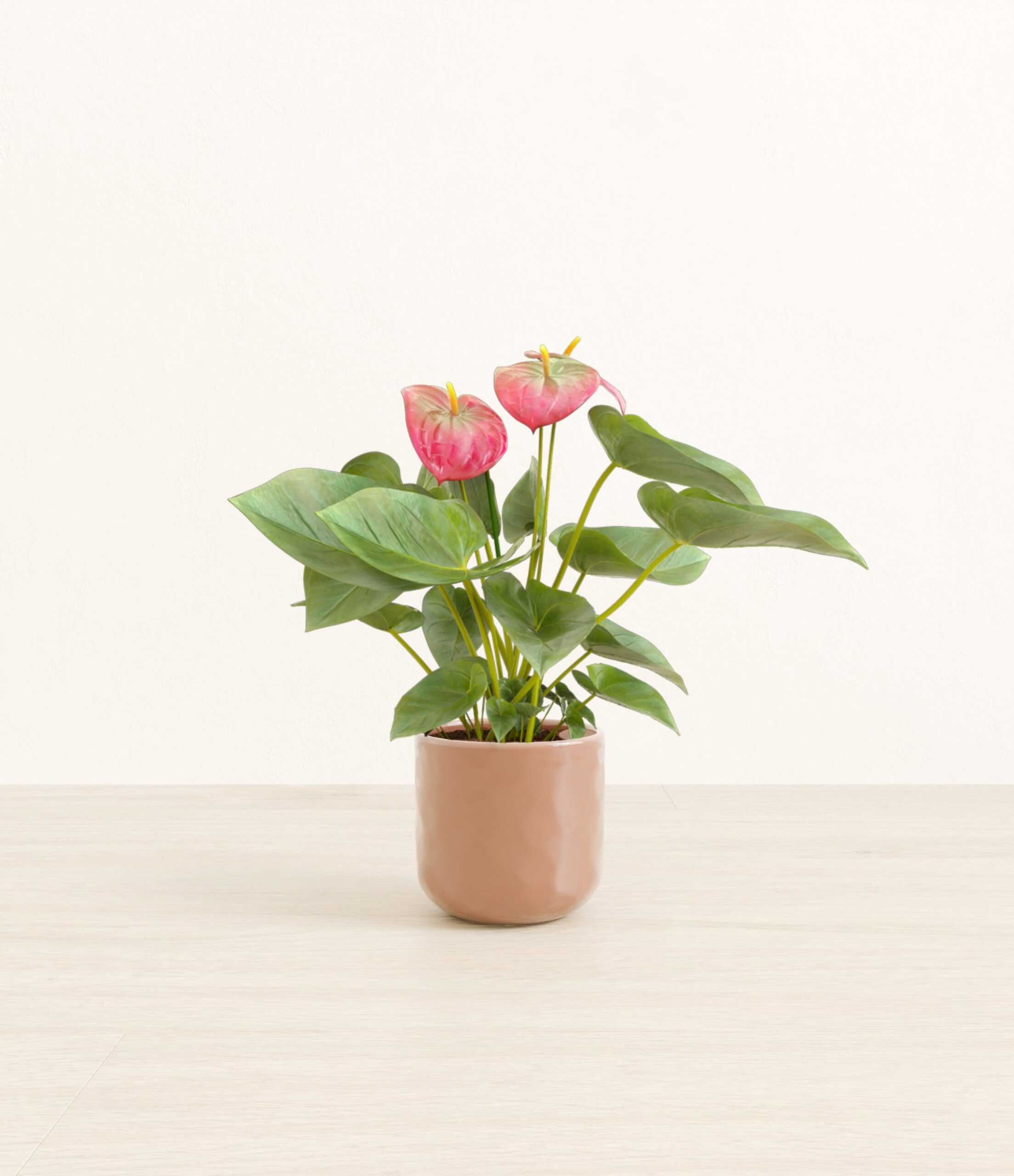 Anthurium_pink_peach_pink_hammered.jpg