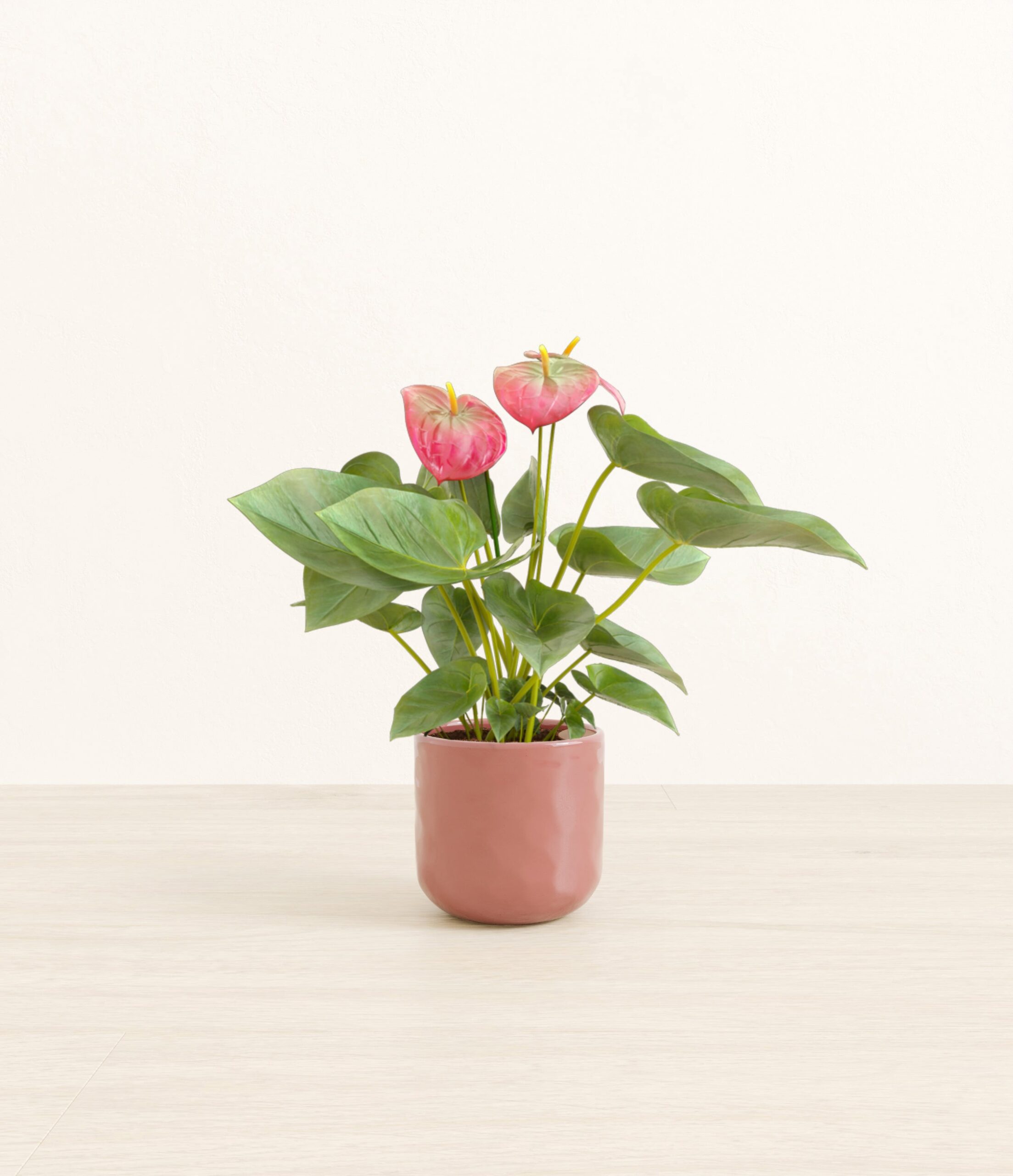 Anthurium_pink_pink_hammered.jpg