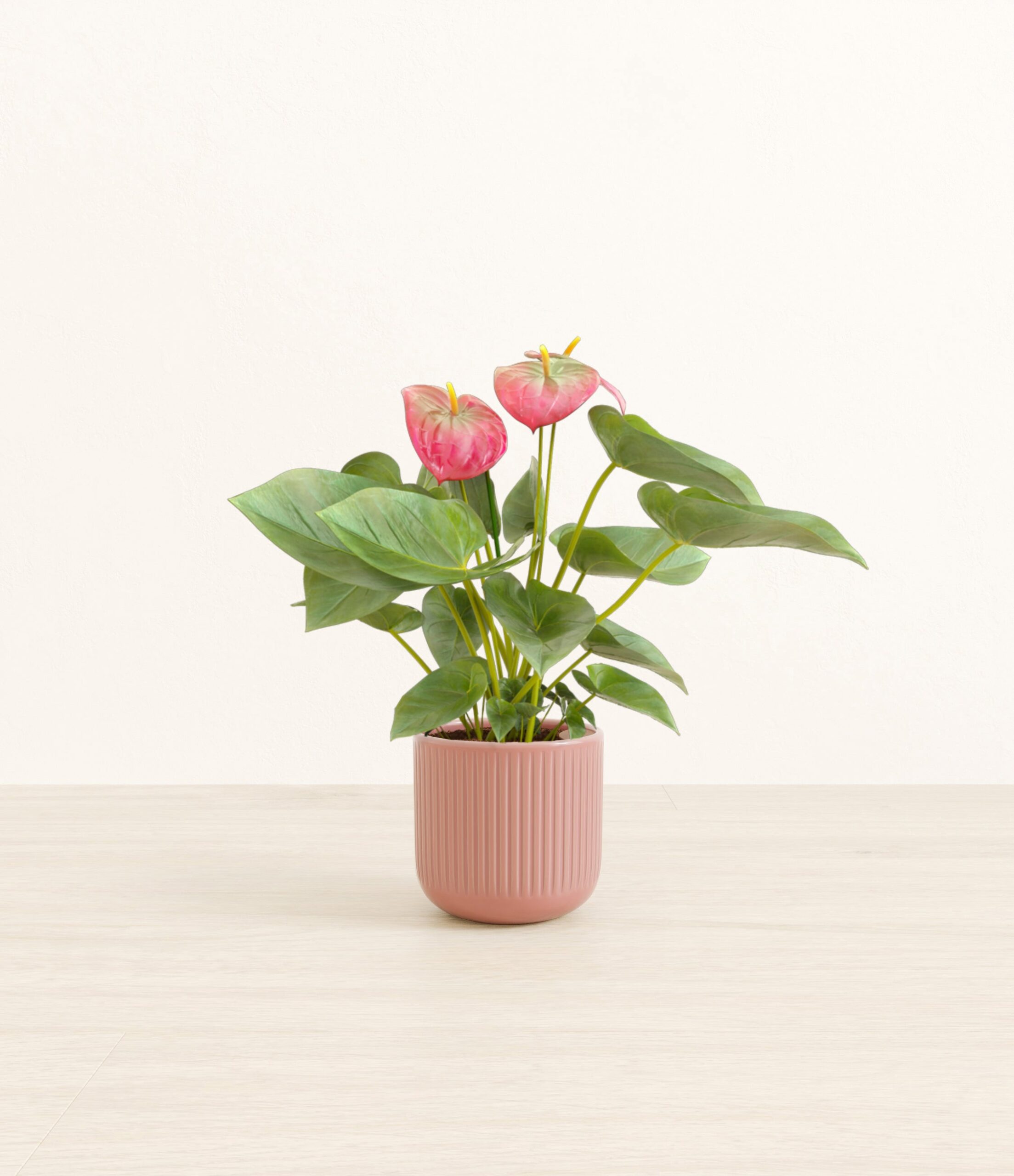 Anthurium_pink_pink_striped.jpg