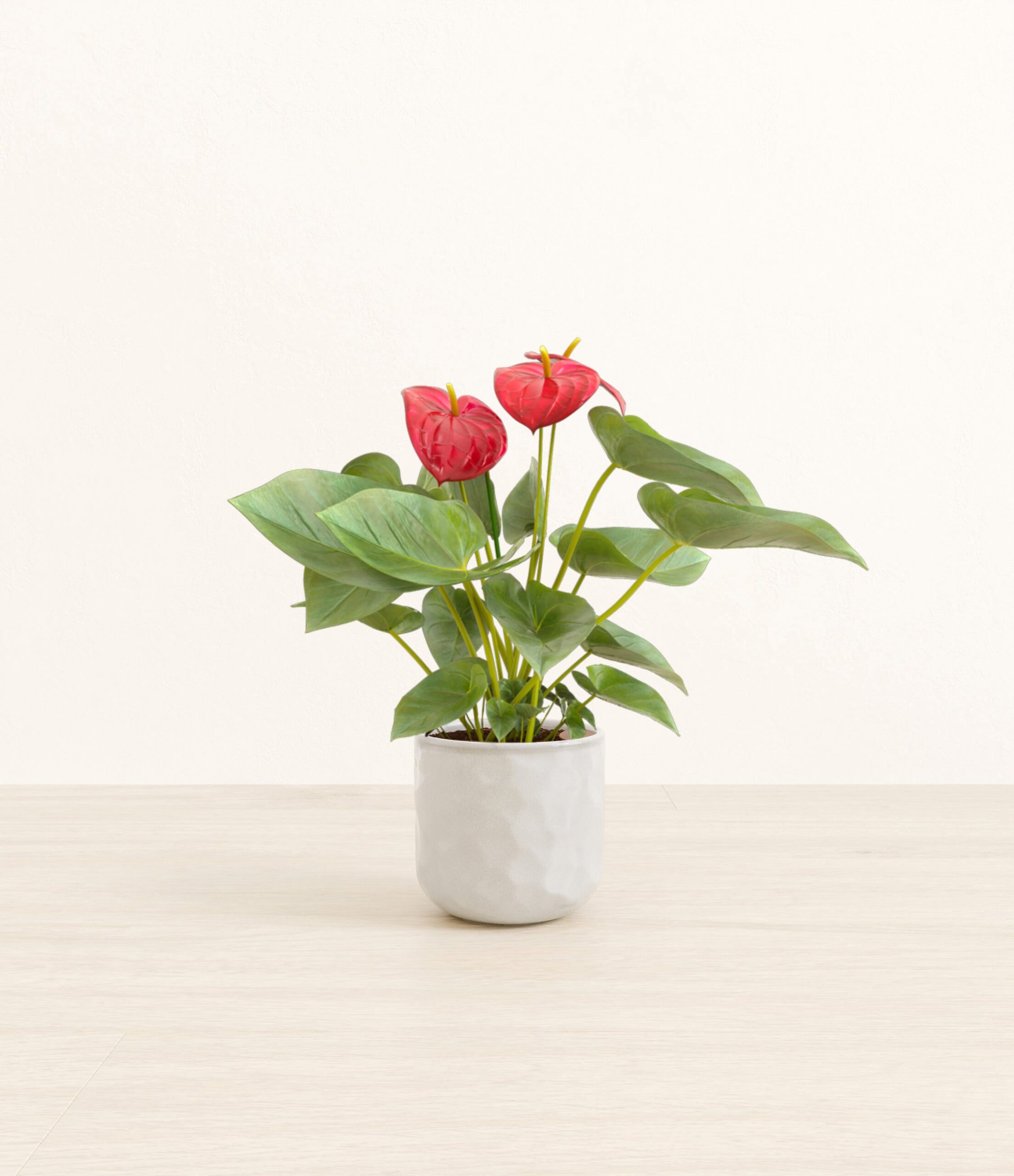 Anthurium_red_Hammerd_Ivory.jpg