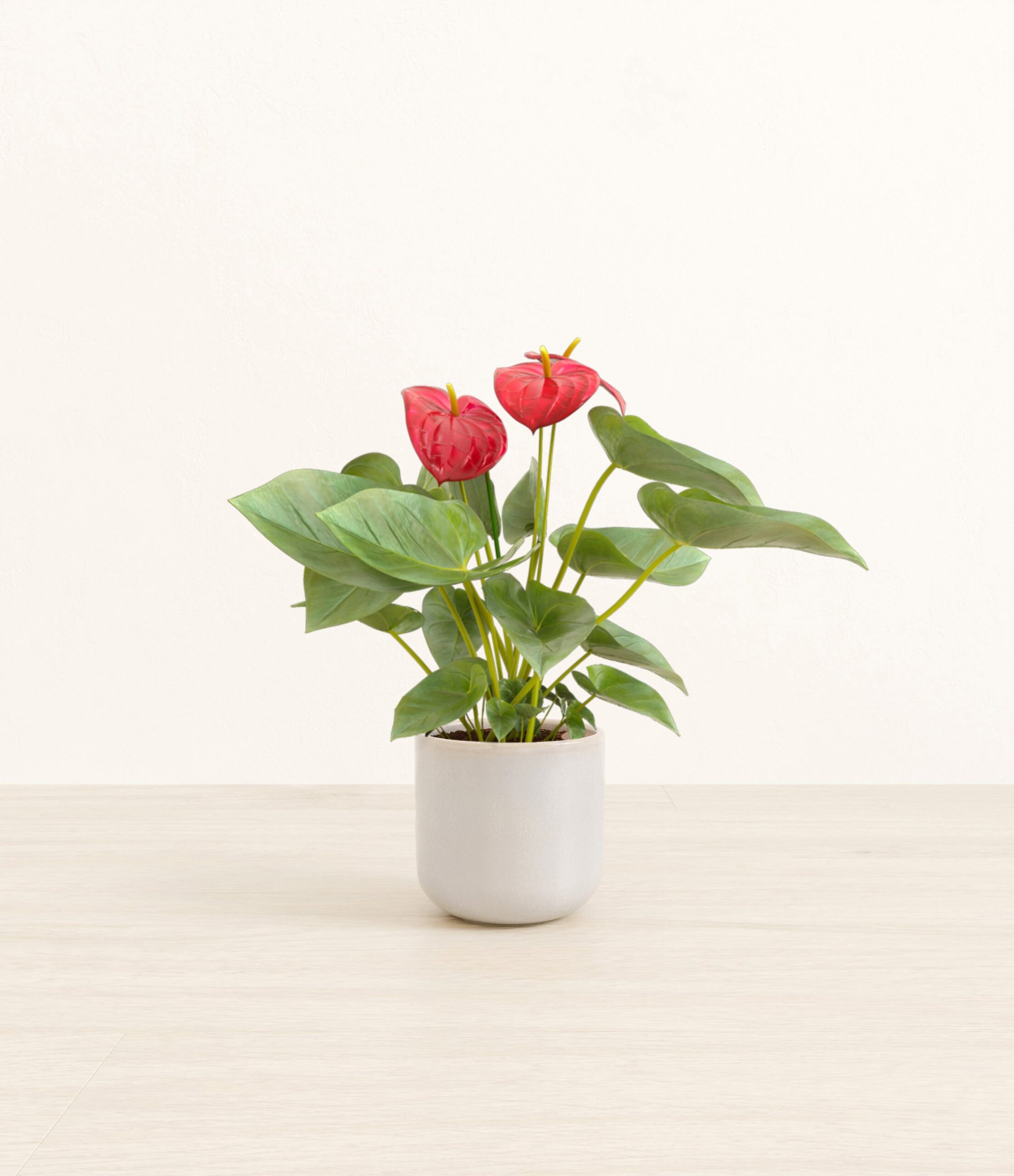 Anthurium_red_Snowdrift_White.jpg