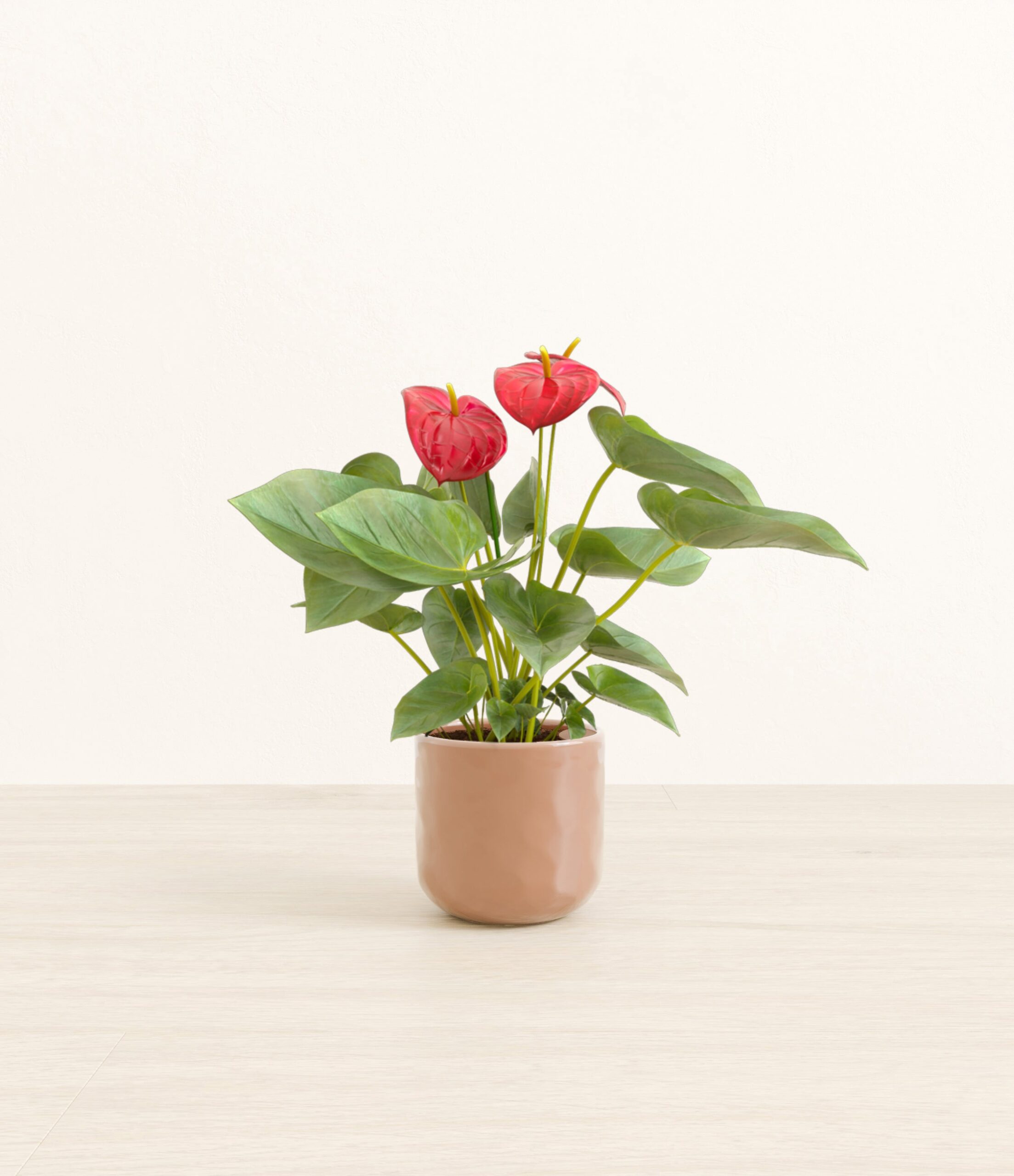 Anthurium_red_peach_pink_hammered.jpg