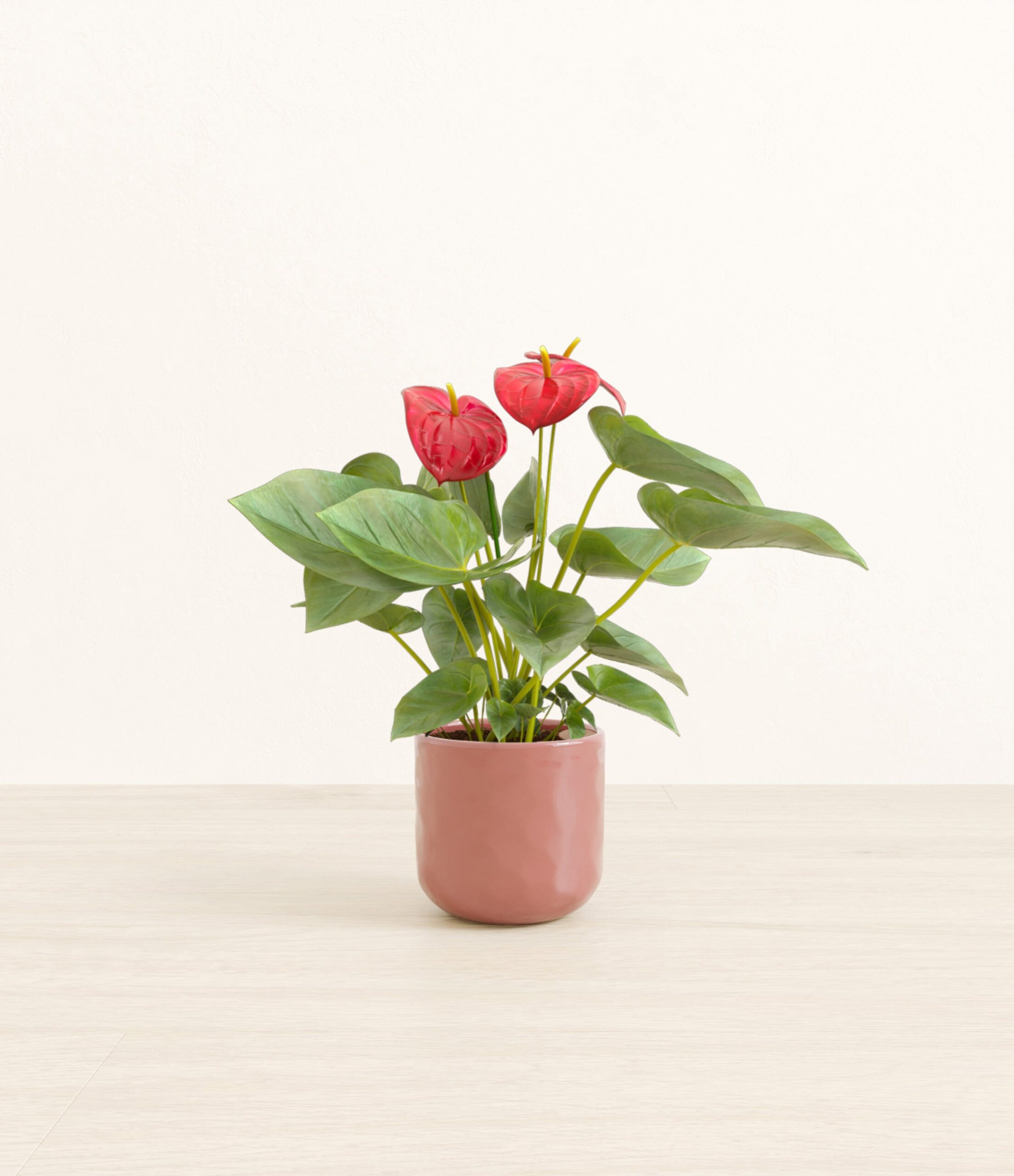 Anthurium_red_pink_hammered.jpg