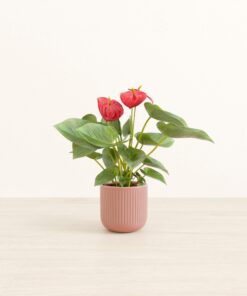 Anthurium Red - Small Small Yoko