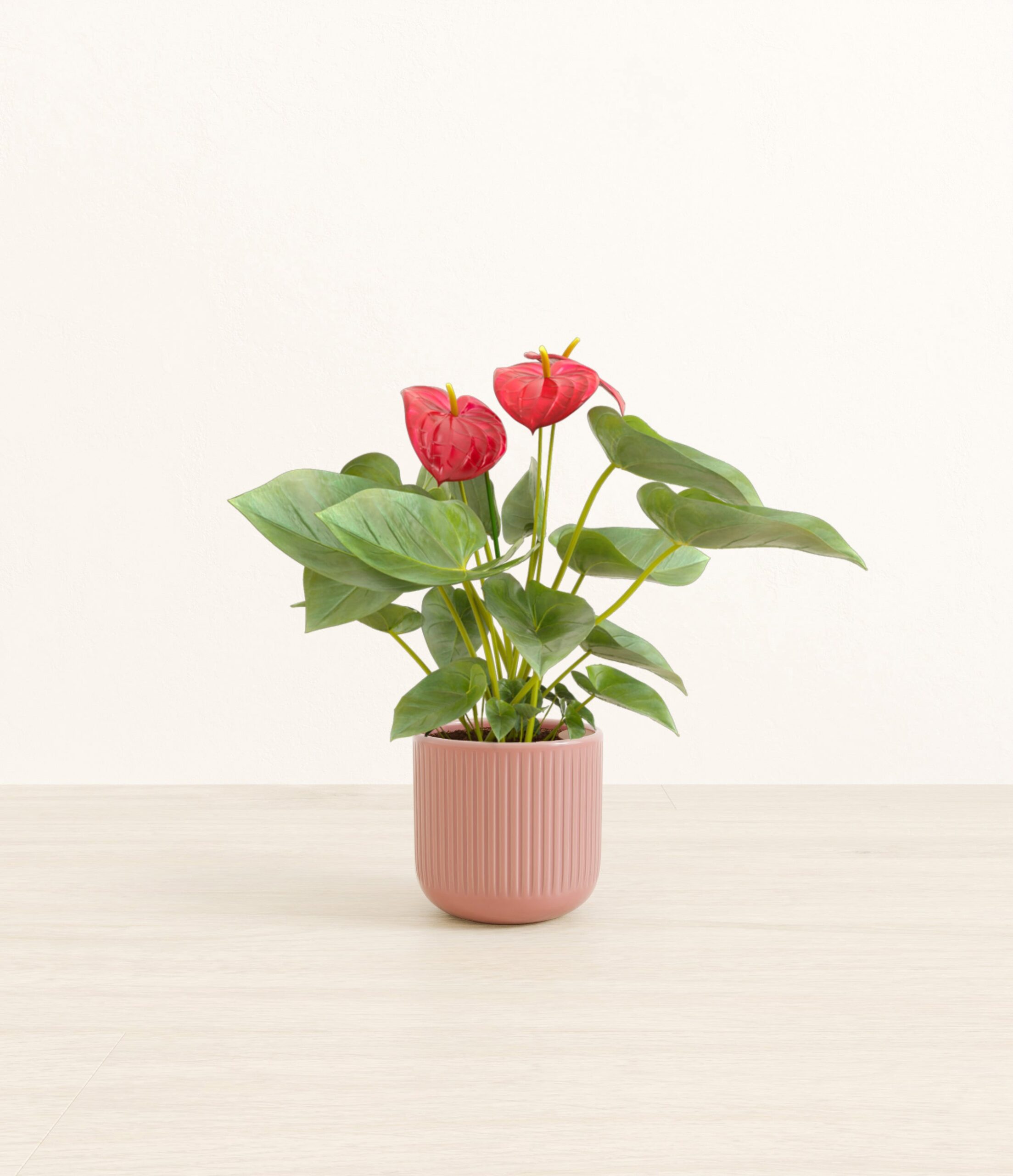 Anthurium_red_pink_striped.jpg