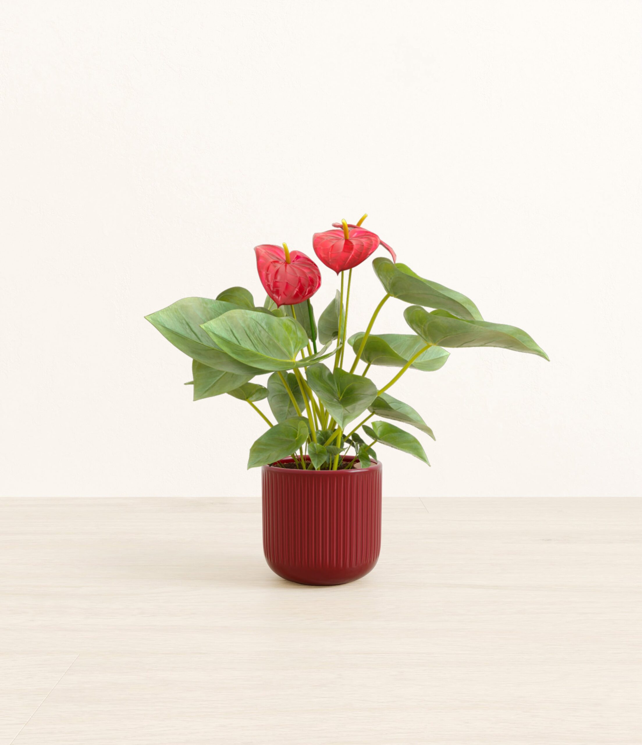 Anthurium_red_red_striped.jpg