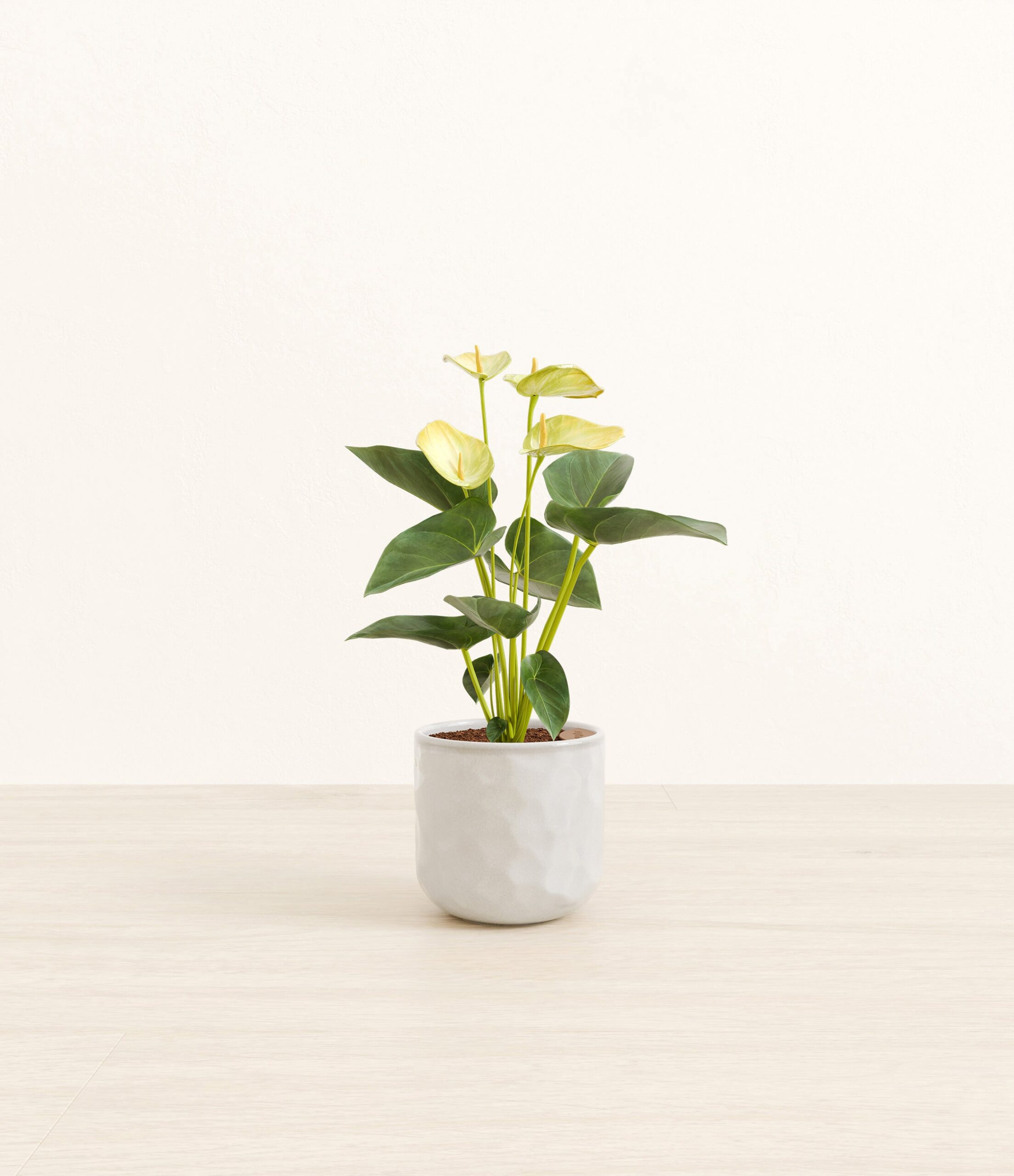 Anthurium_yellow_Hammerd_Ivory.jpg