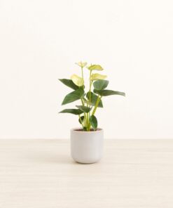 Anthurium Yellow - Small Small Yoko