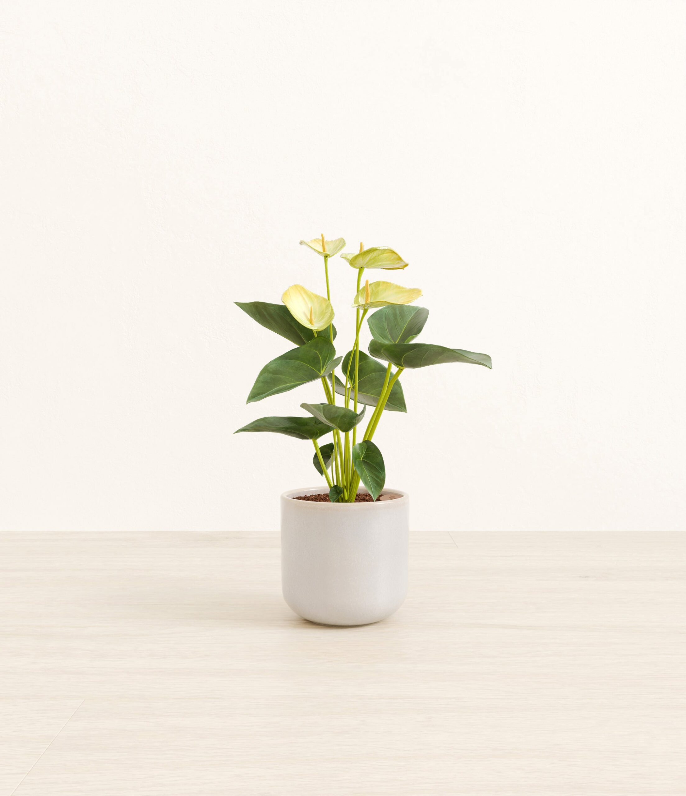Anthurium_yellow_Snowdrift_White.jpg