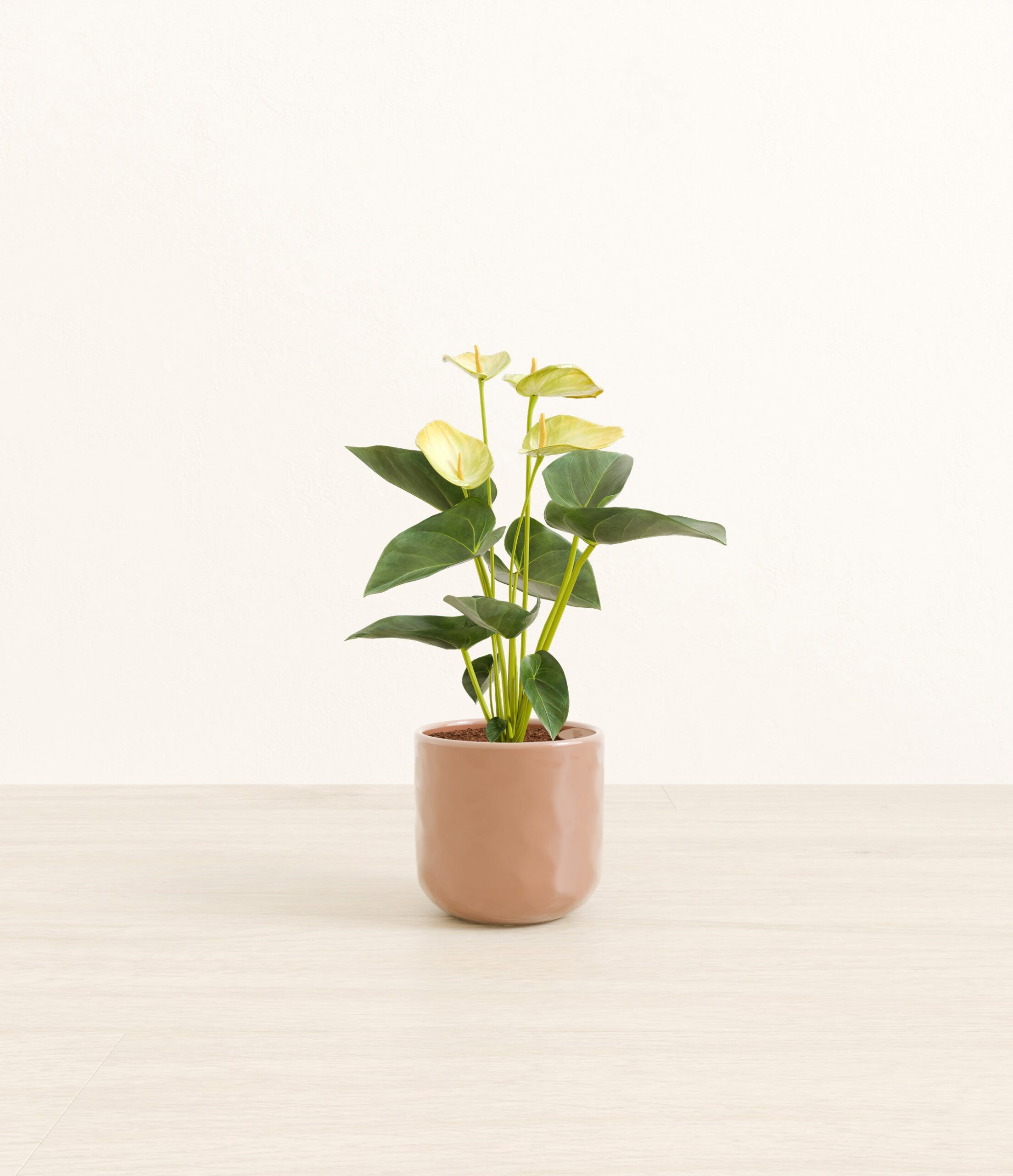 Anthurium_yellow_peach_pink_hammered.jpg