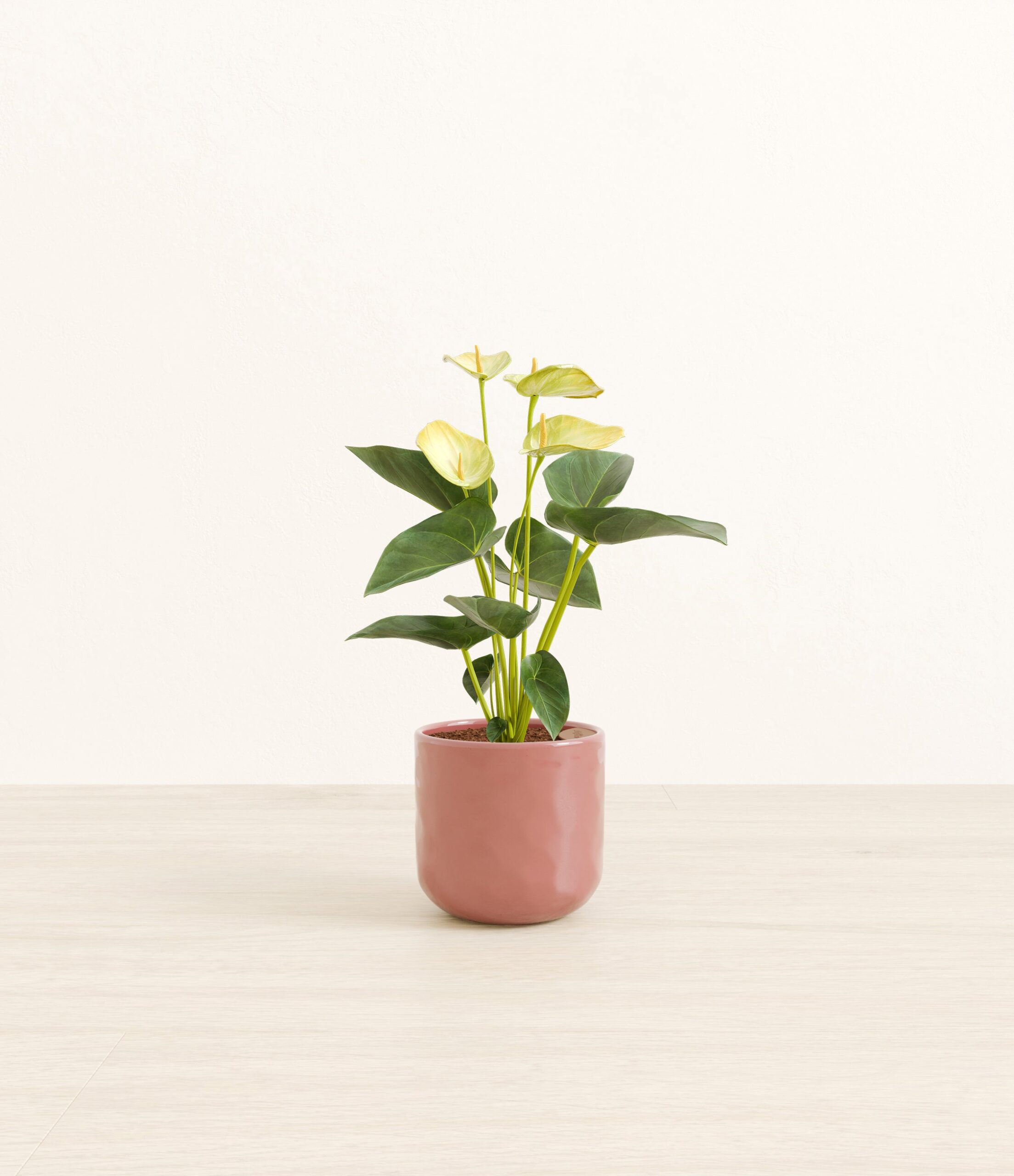 Anthurium_yellow_pink_hammered.jpg