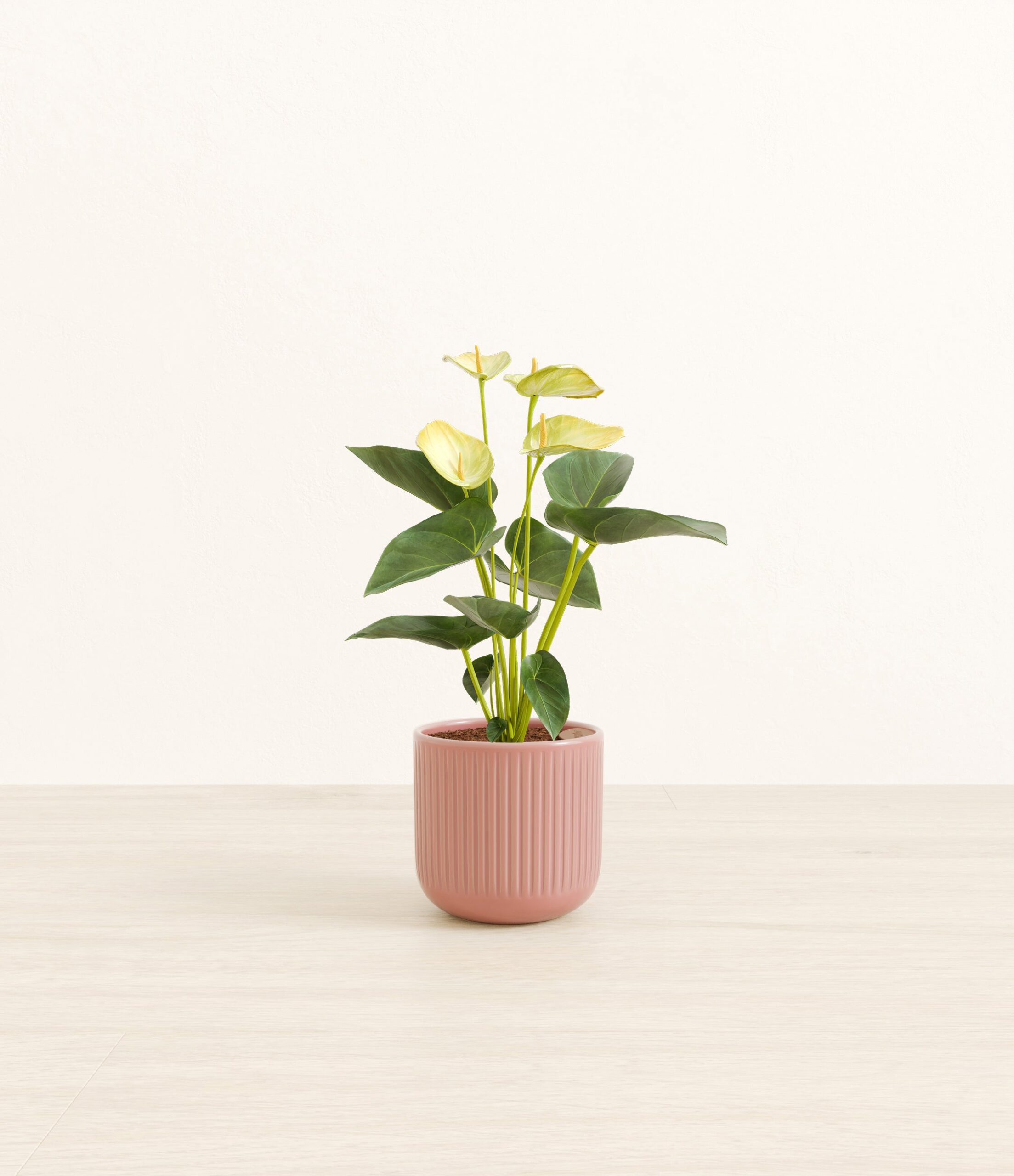 Anthurium_yellow_pink_striped.jpg