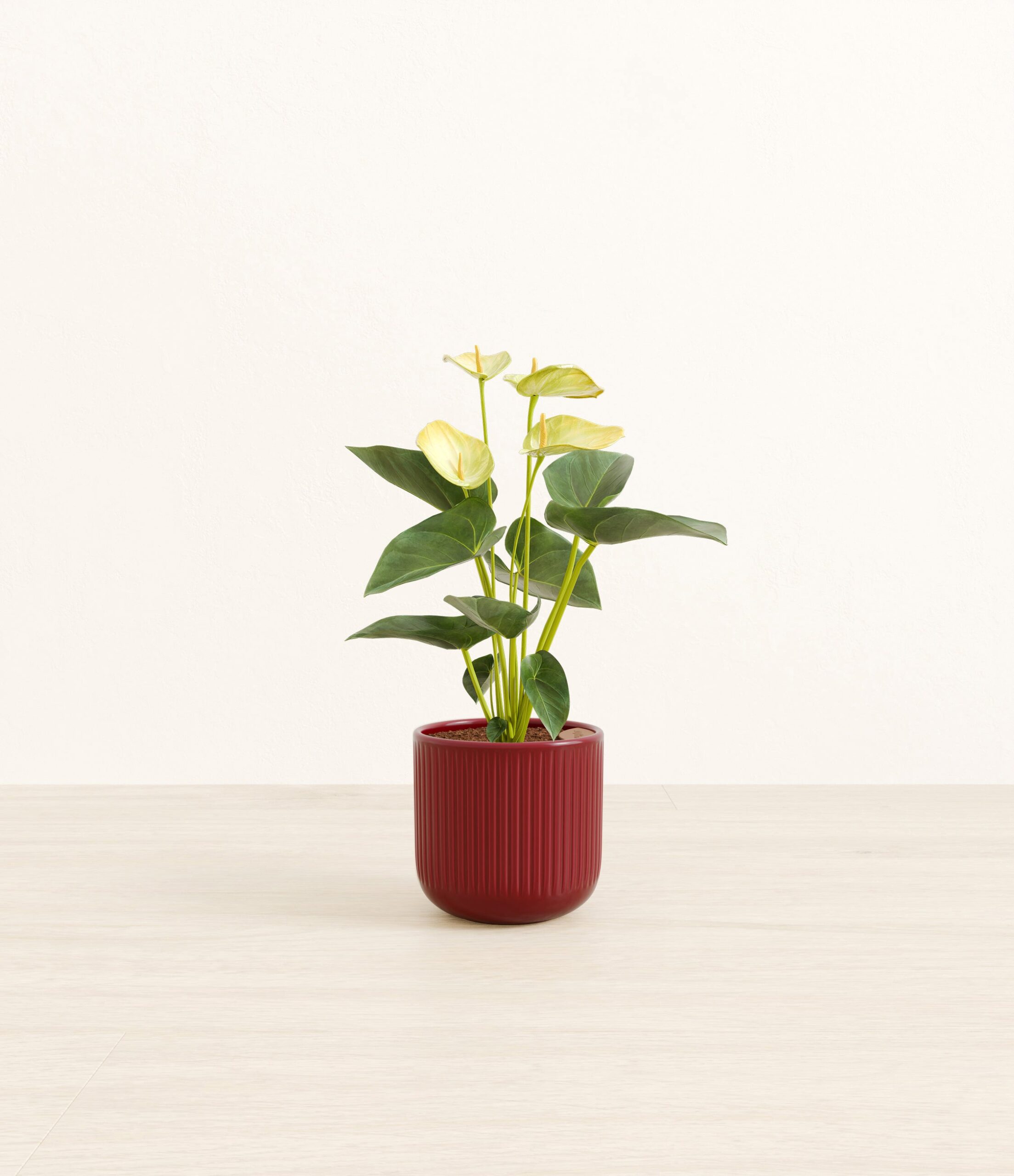 Anthurium_yellow_red_striped.jpg