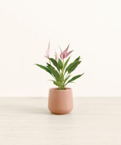 Anthurium Lilli - Small Amber