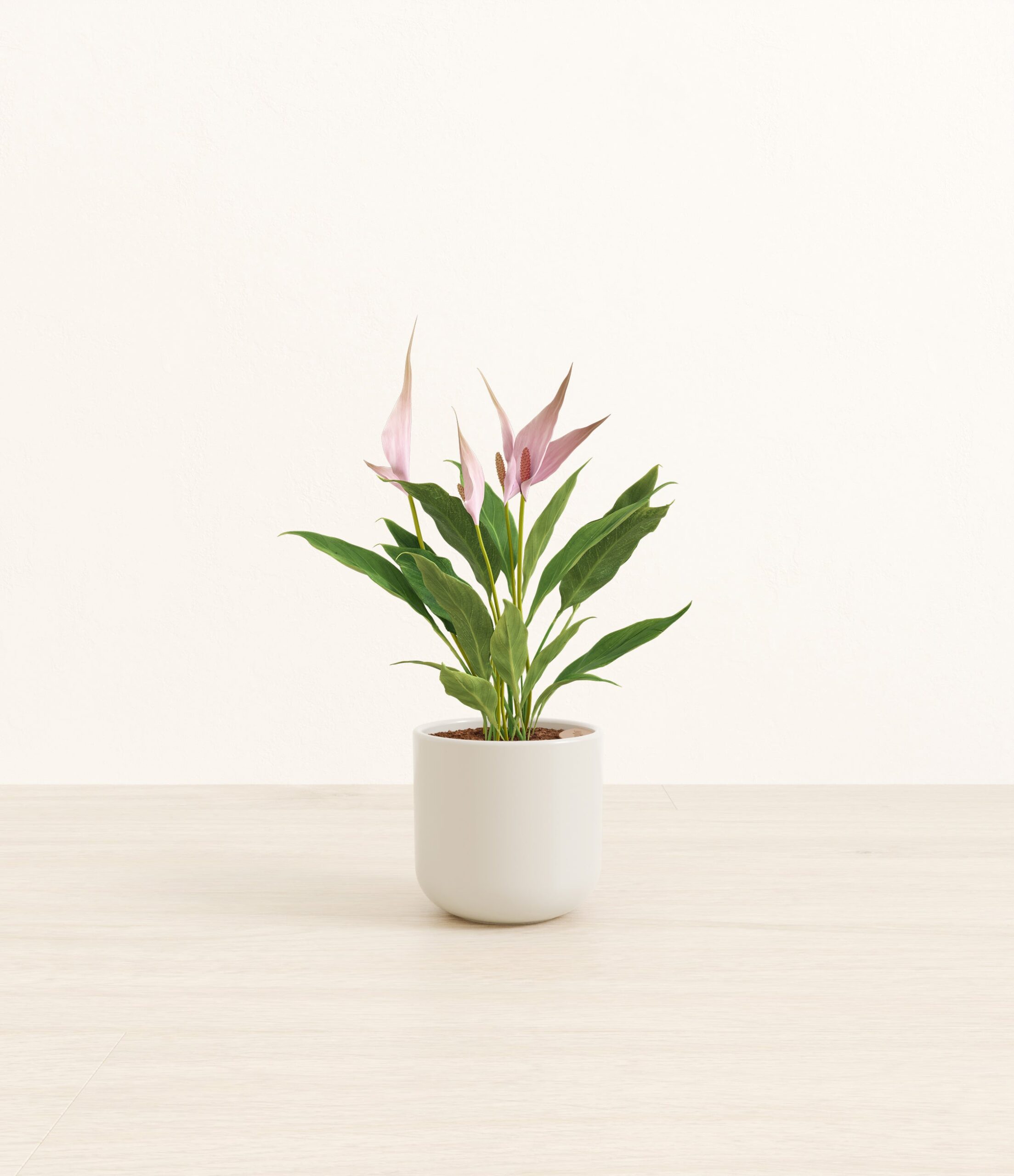 AnthuriumliliSmall_Natural_Bamboo.jpg