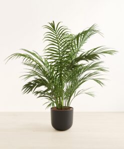 Areca Palm - Huge Agatha