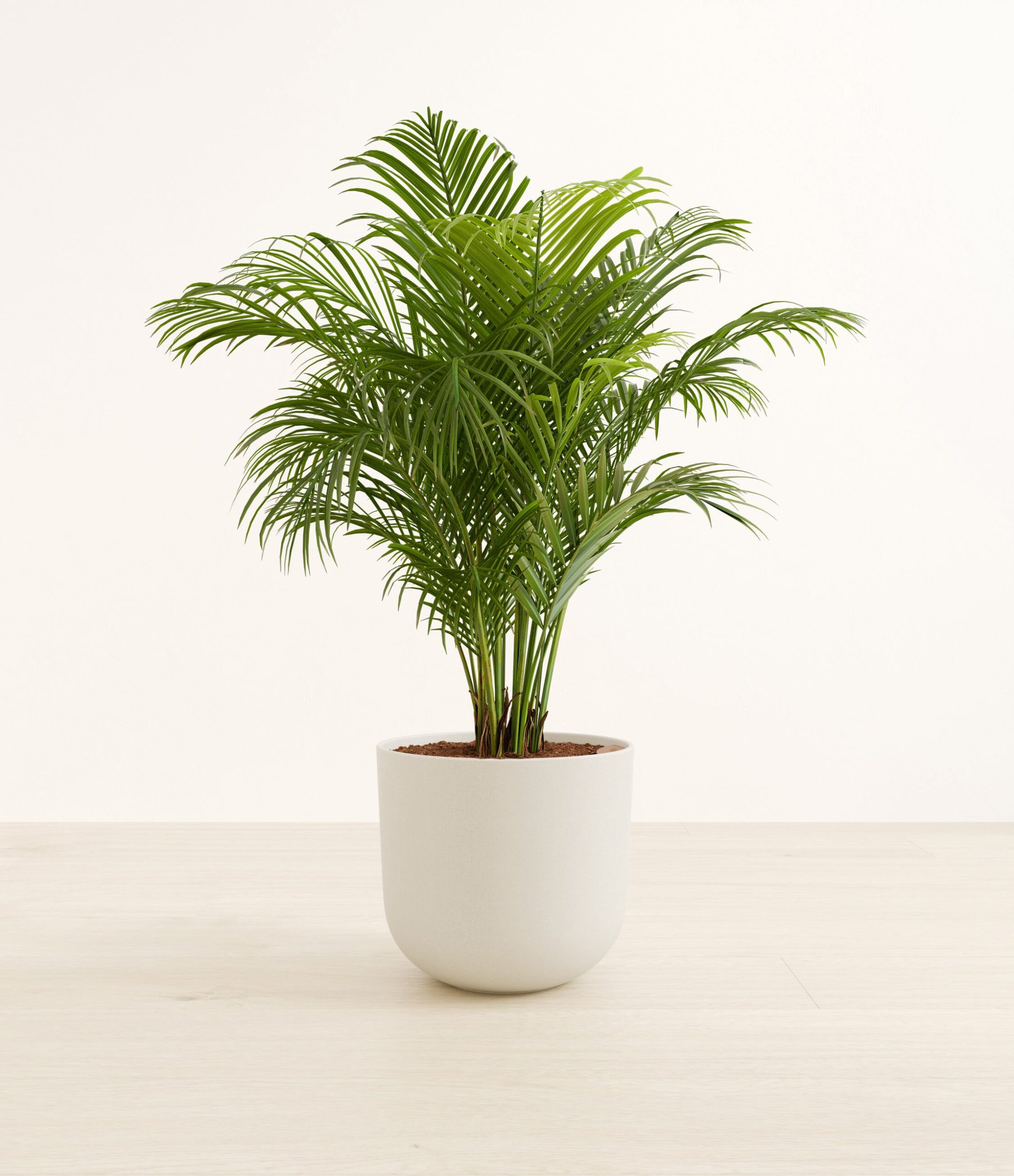 ArecaPalmLarge_Natural_Bamboo.jpg