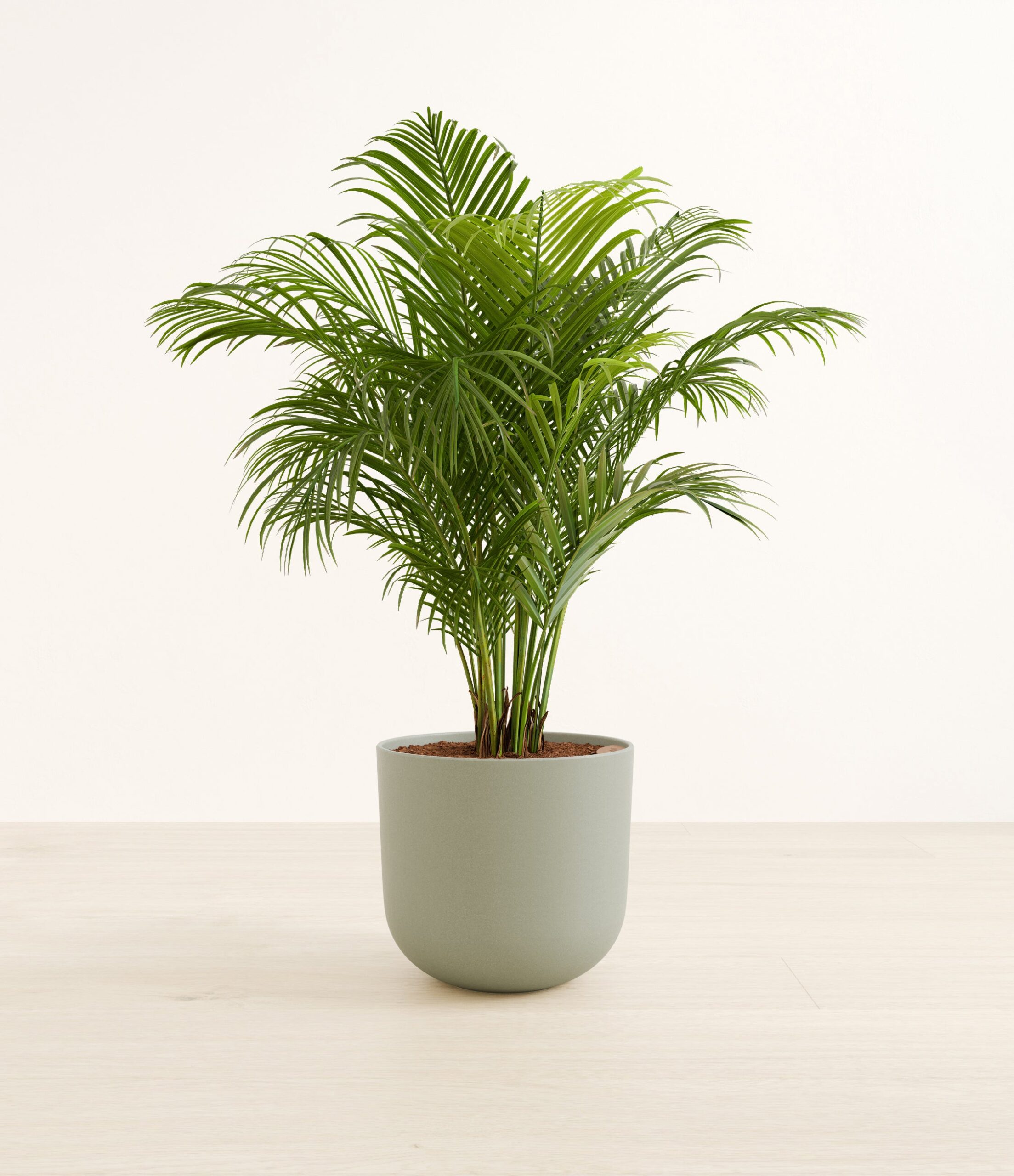 ArecaPalmLarge_Sage_Green.jpg