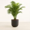 Areca Palm - Large Agatha