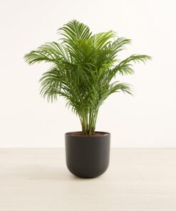 Areca Palm - Large Agatha