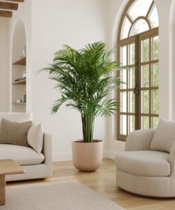 Areca Palm - Xl Agatha