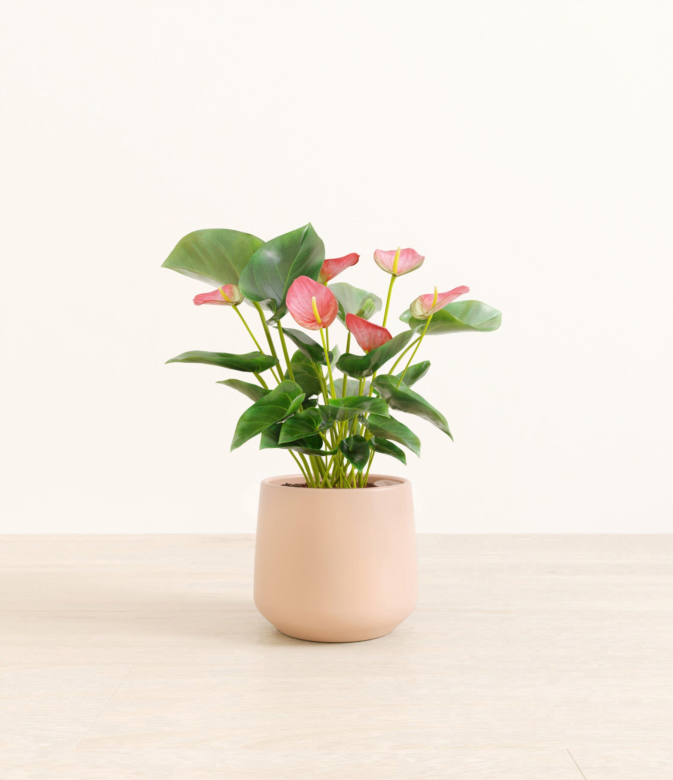 AuthirumPinkAmber_medium_light_pink.jpg