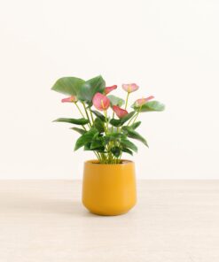 Anthurium Pink - Medium Amber