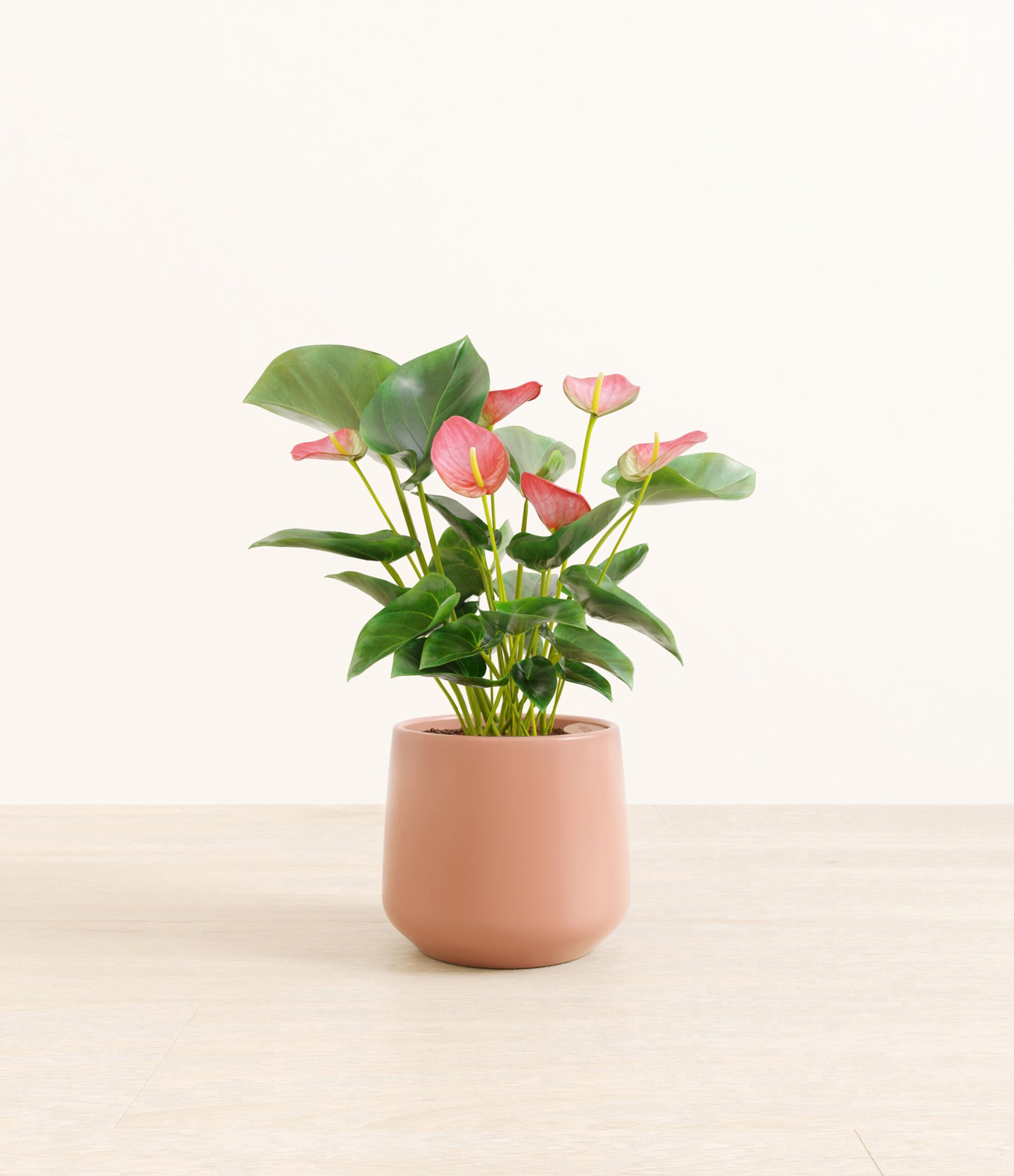 AuthirumPinkAmber_medium_old_rose.jpg