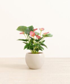 Anthurium Pink - Medium Monet