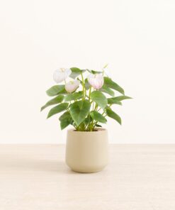 Anthurium White - Medium Amber