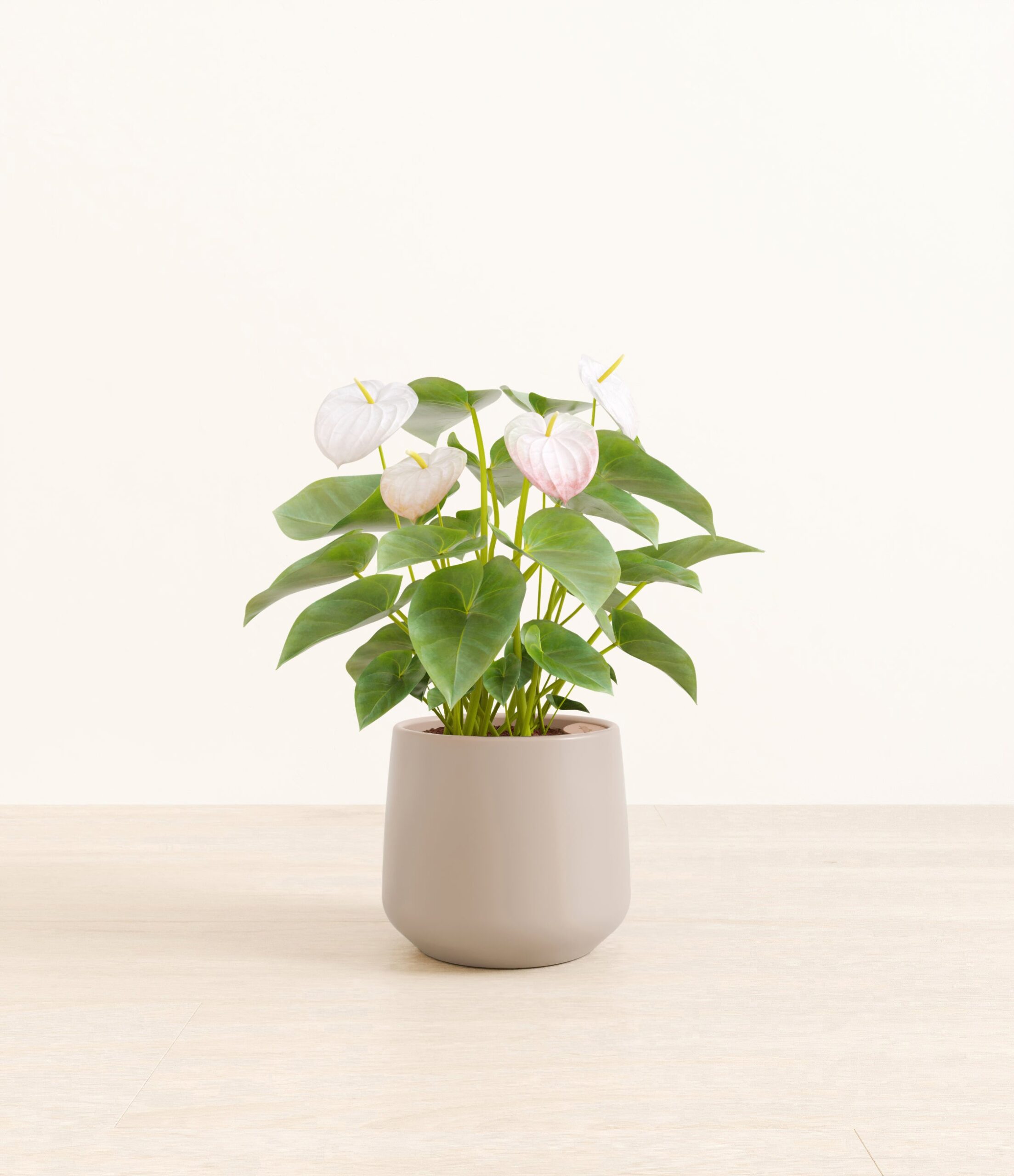 AuthirumWhiteAmber_medium_light_grey.jpg