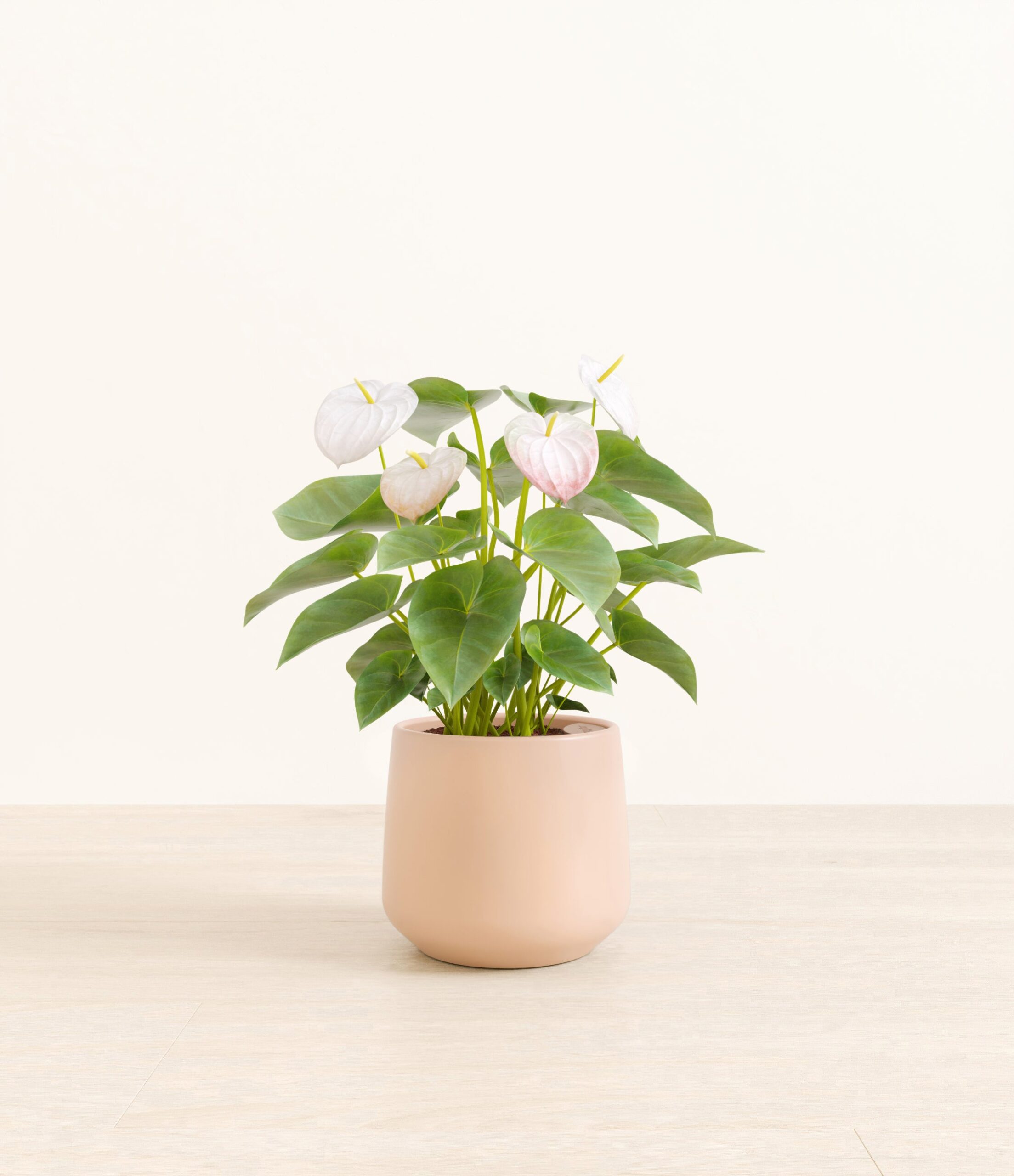 AuthirumWhiteAmber_medium_light_pink.jpg