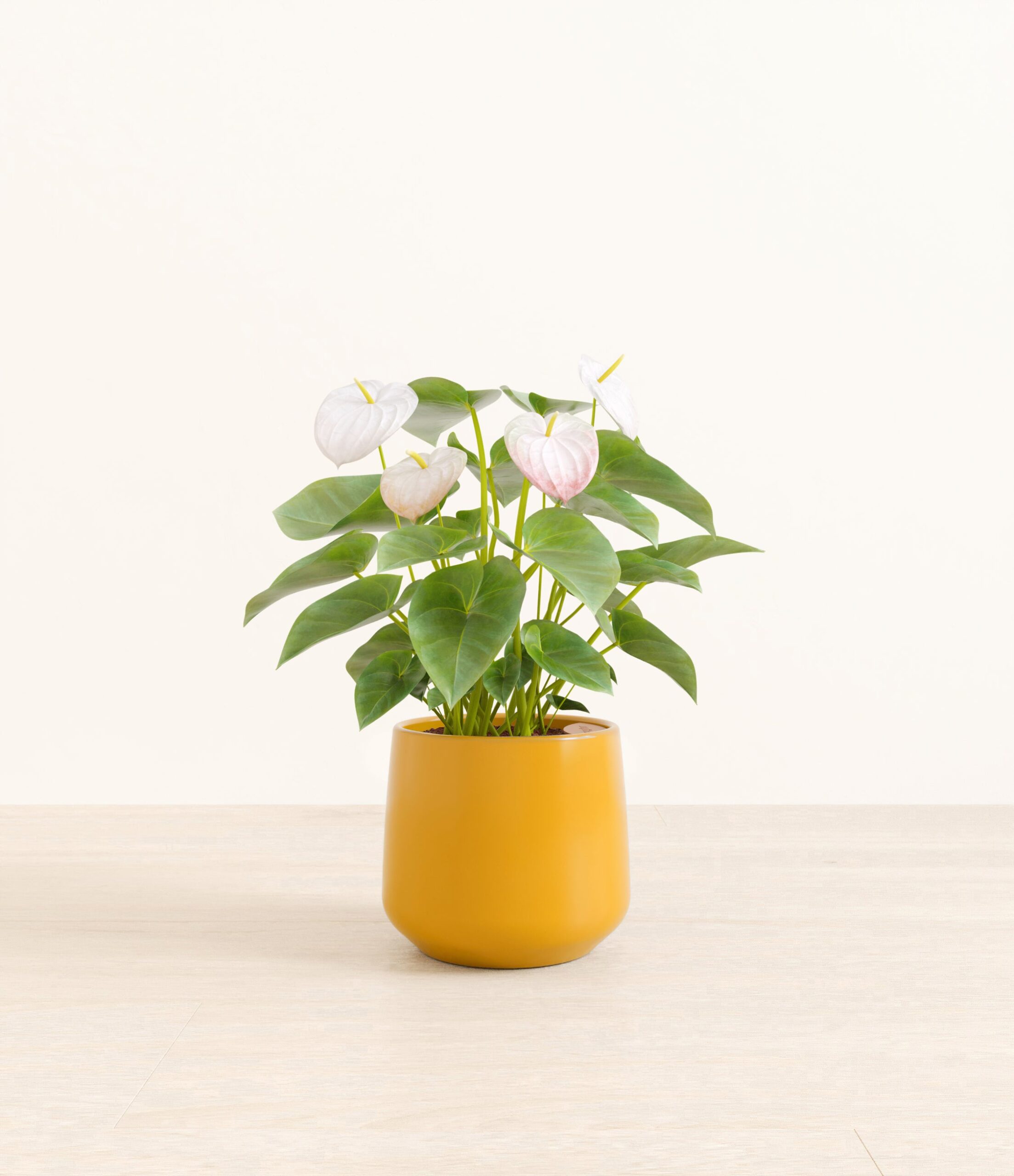 AuthirumWhiteAmber_medium_mustard_yellow.jpg