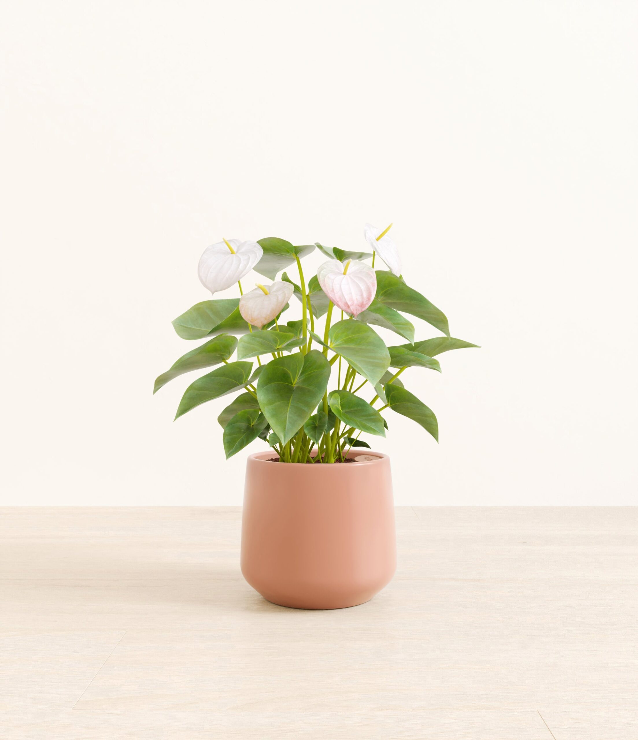 AuthirumWhiteAmber_medium_old_rose.jpg