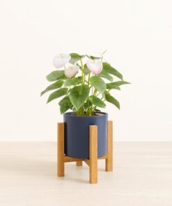 Anthurium White - Medium Era