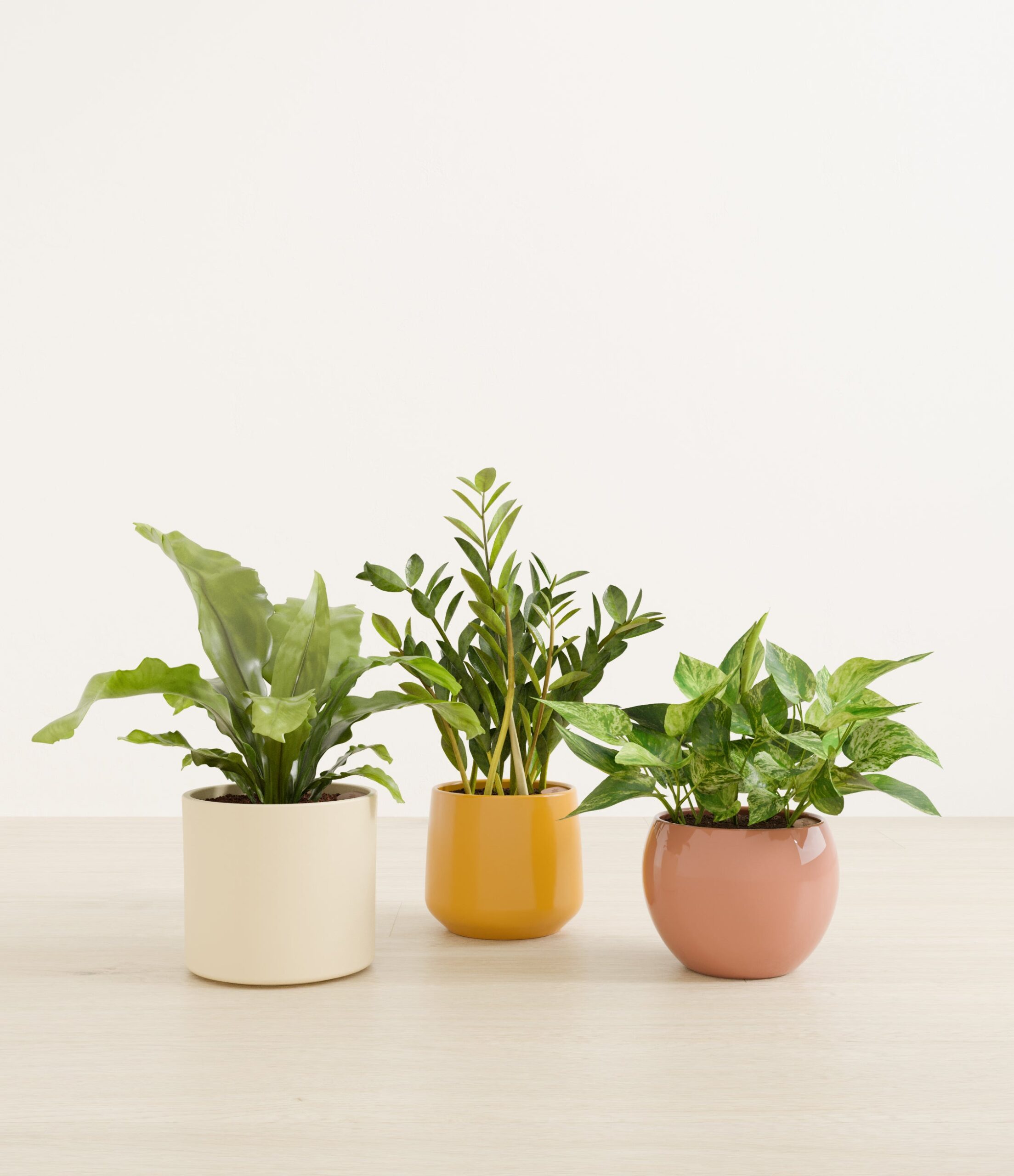 Bathroom_plants_studio_evening_sky_0_stand.jpg