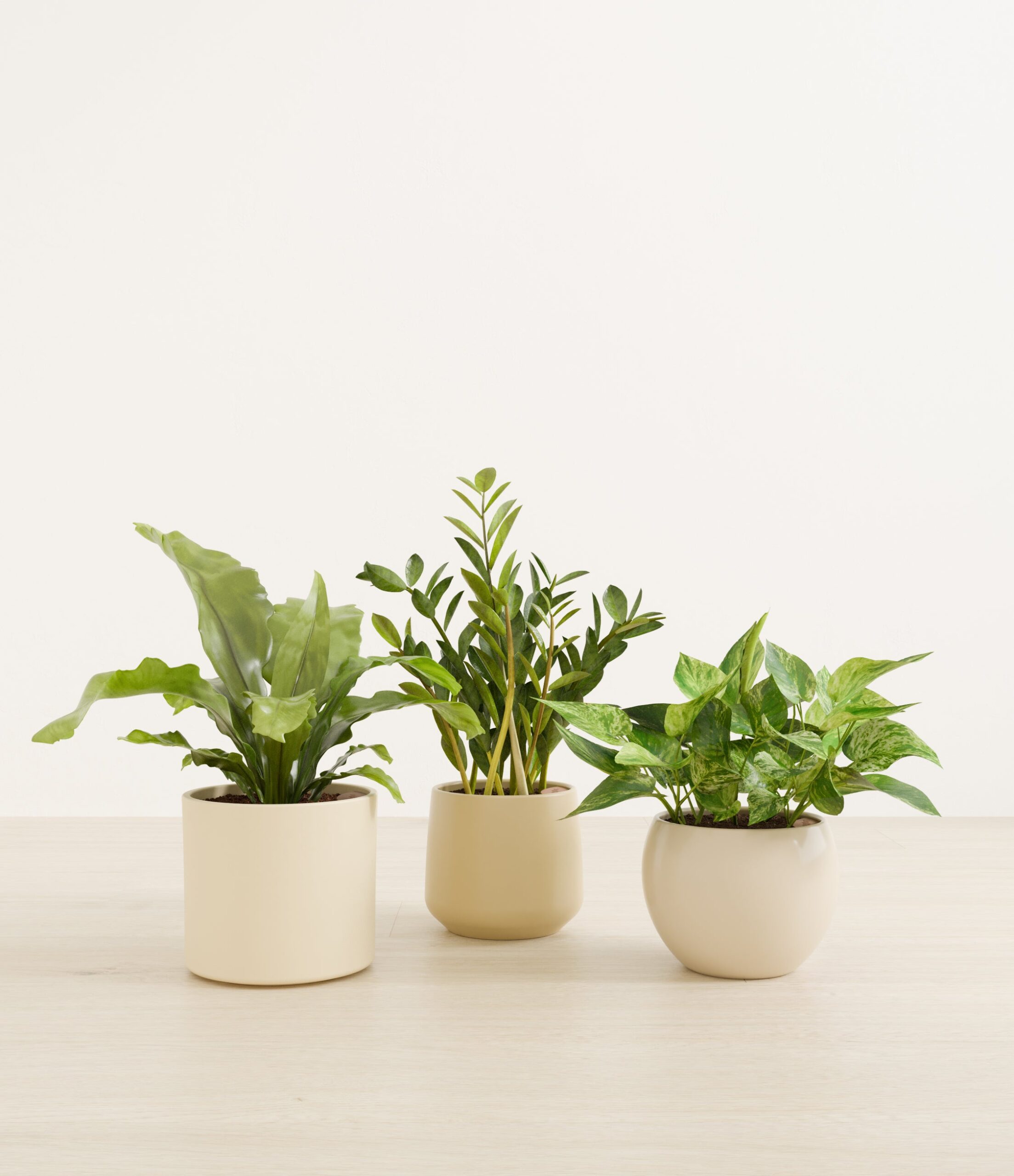 Bathroom_plants_studio_sandy_0_stand.jpg