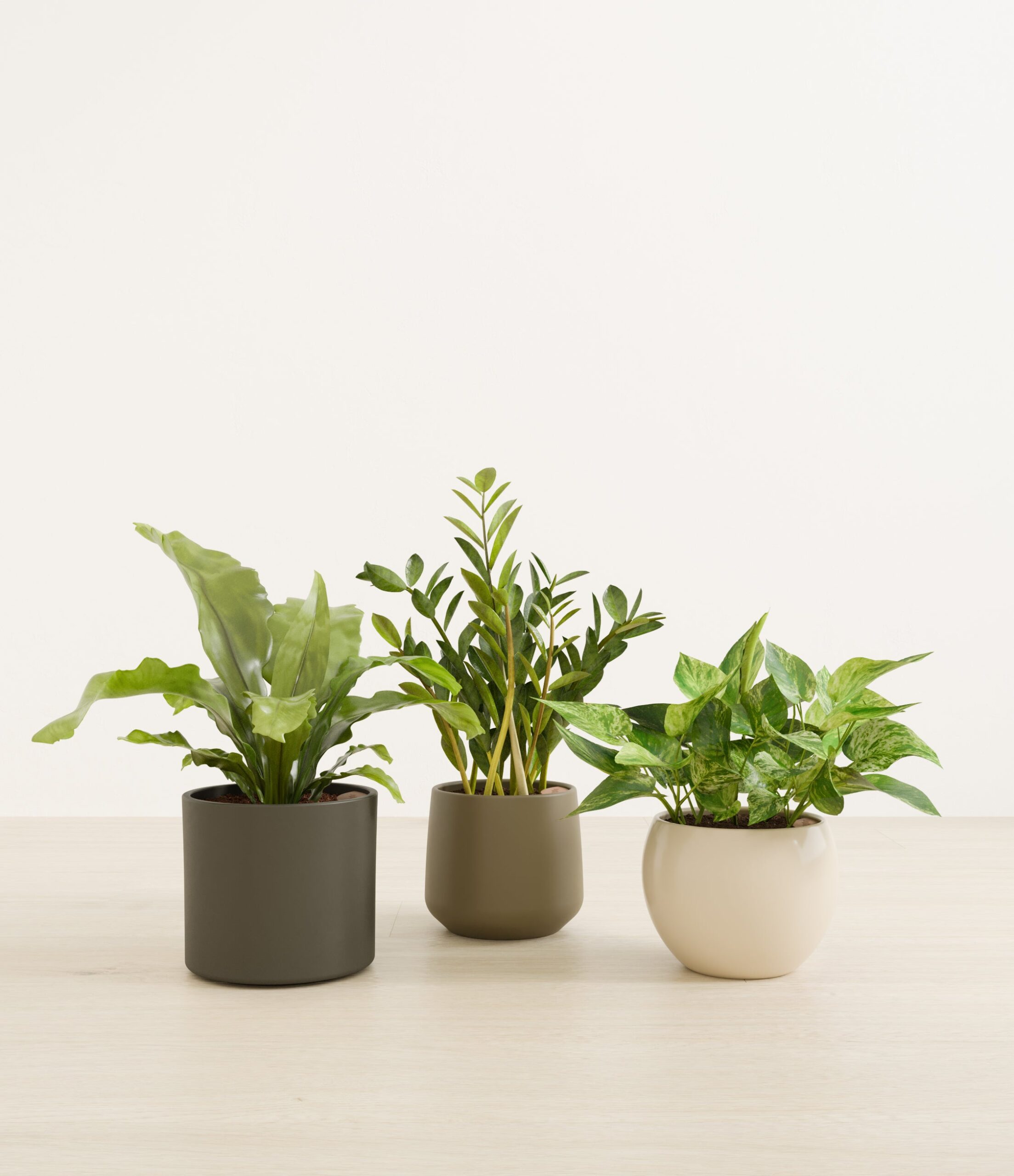 Bathroom_plants_studio_woodland_0_stand.jpg