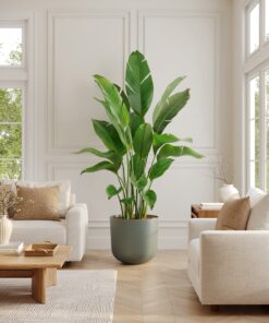 Bird of Paradise - Xl Agatha