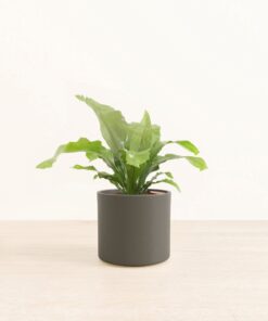 Birds' Nest Fern - Medium Era