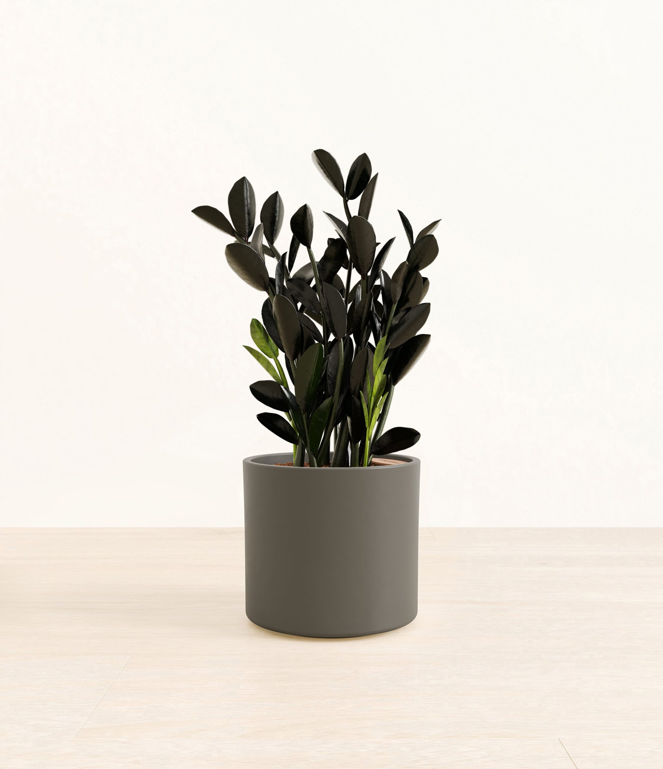BlackZZPlantEra_army_green_without_stand.jpg