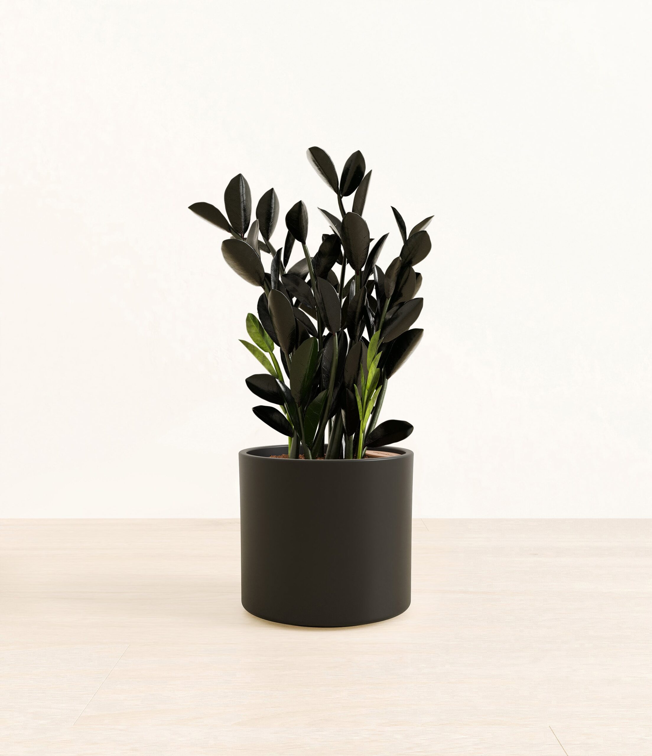 BlackZZPlantEra_black_without_stand.jpg