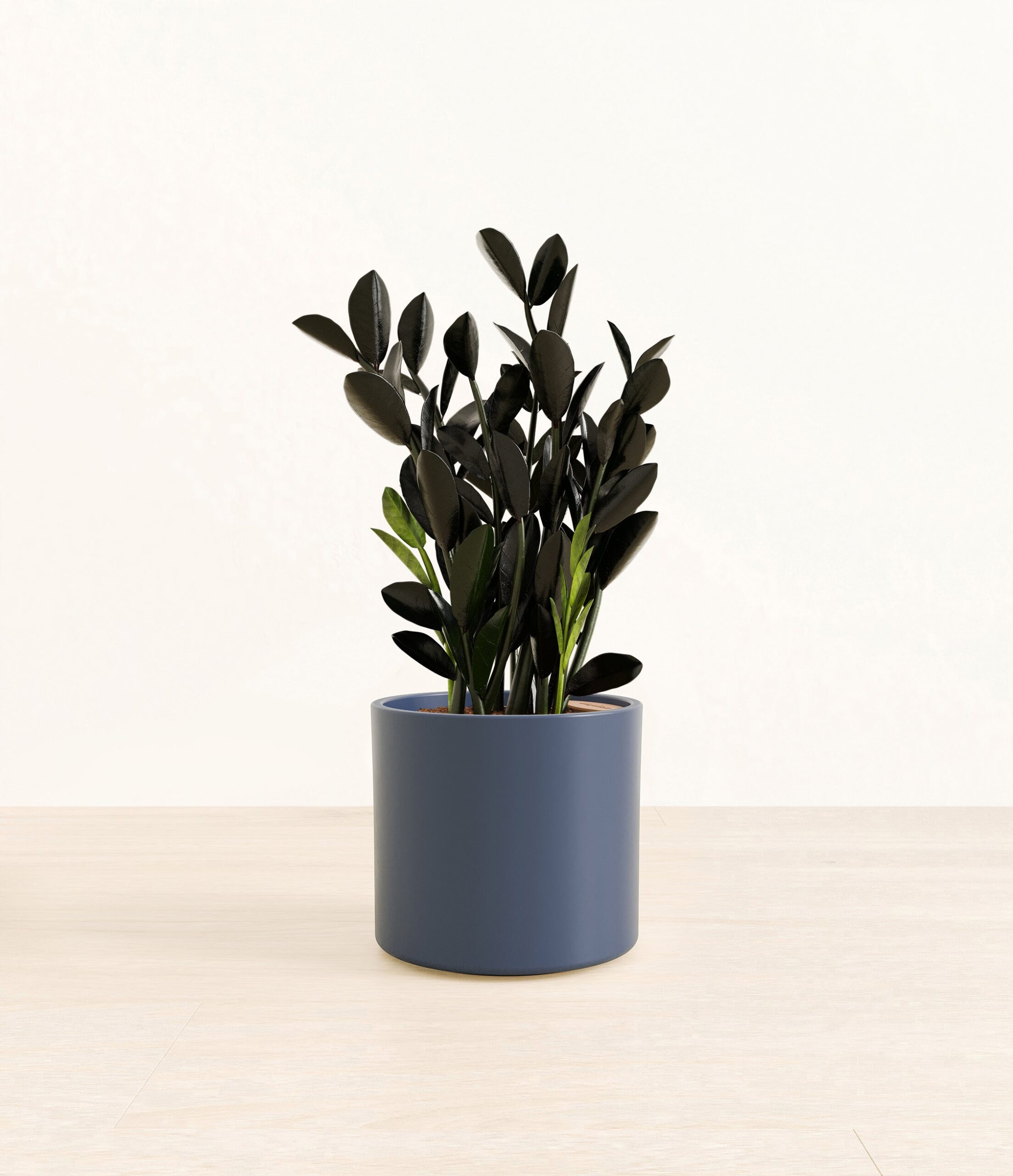 BlackZZPlantEra_blue_without_stand.jpg