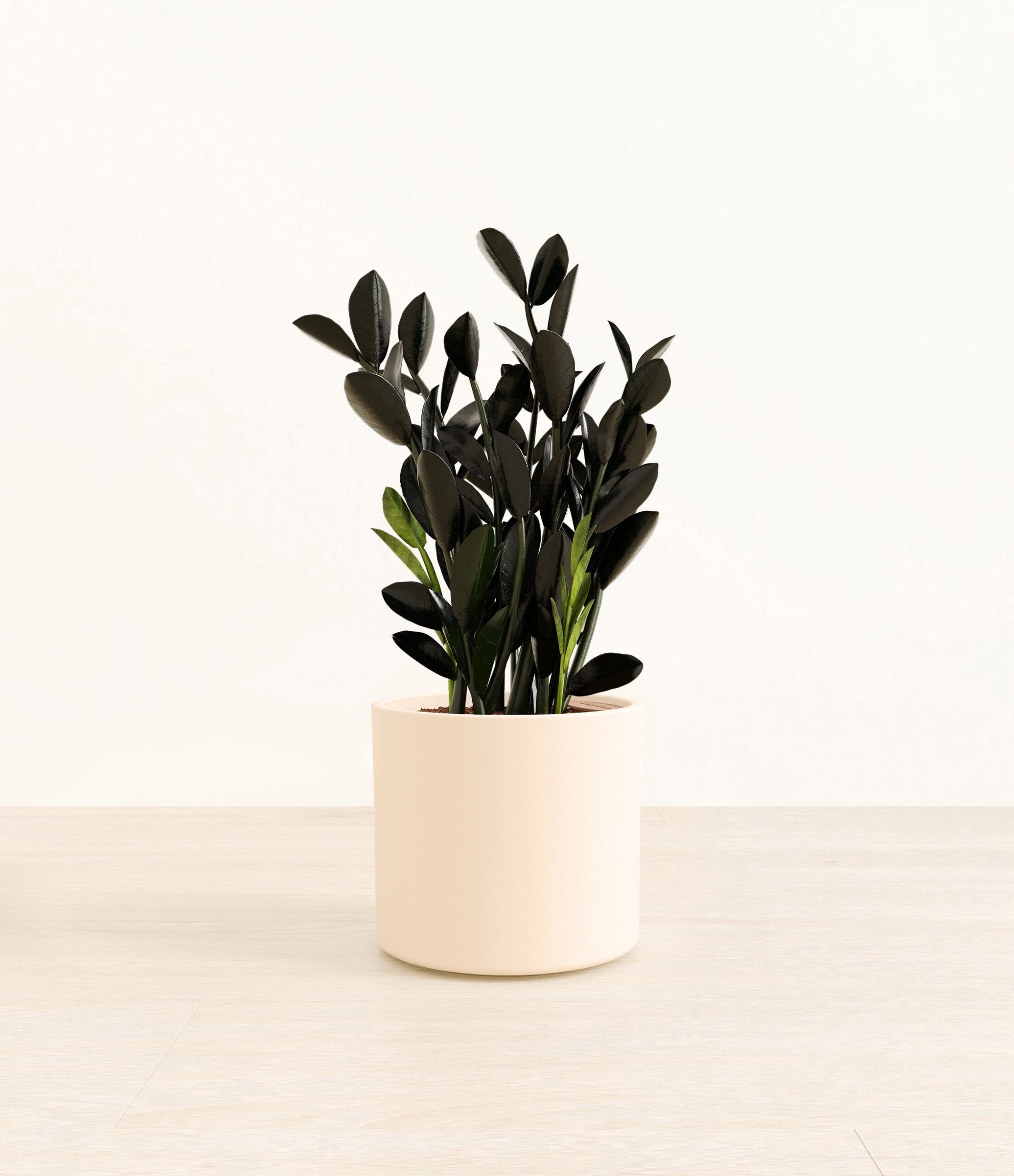 BlackZZPlantEra_cream_without_stand.jpg