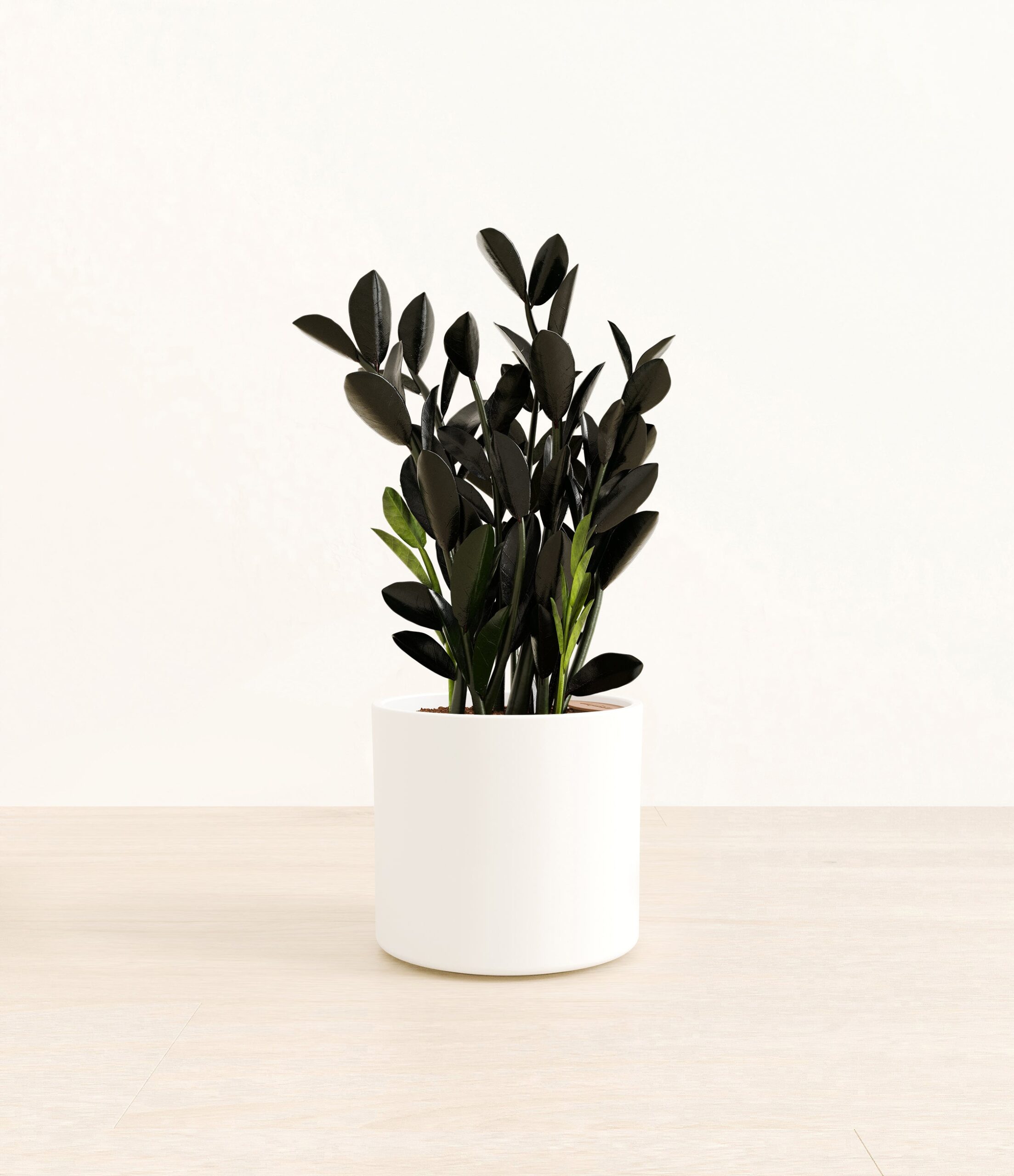 BlackZZPlantEra_white_without_stand.jpg