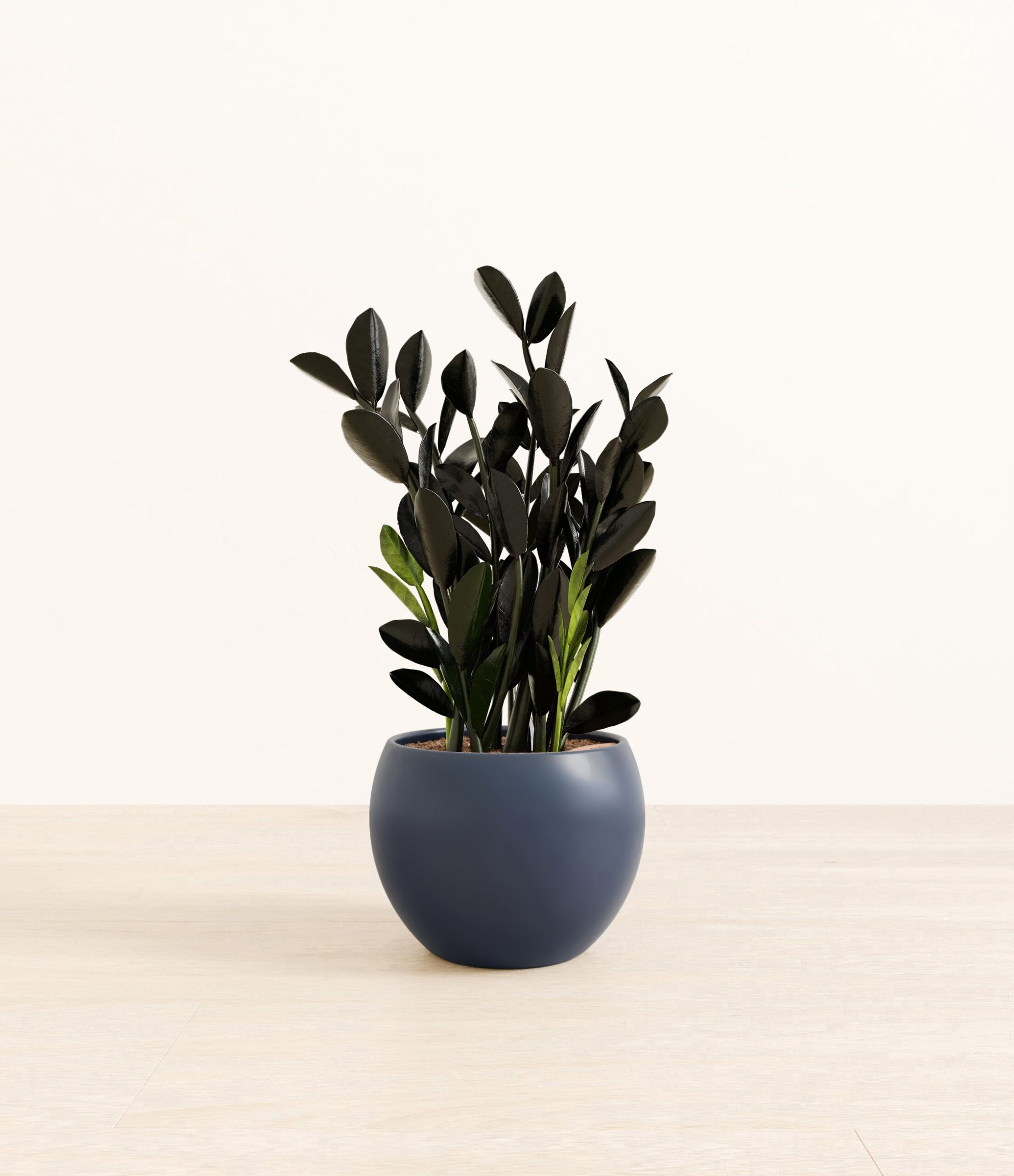 BlackZZPlantMonet_blue.jpg