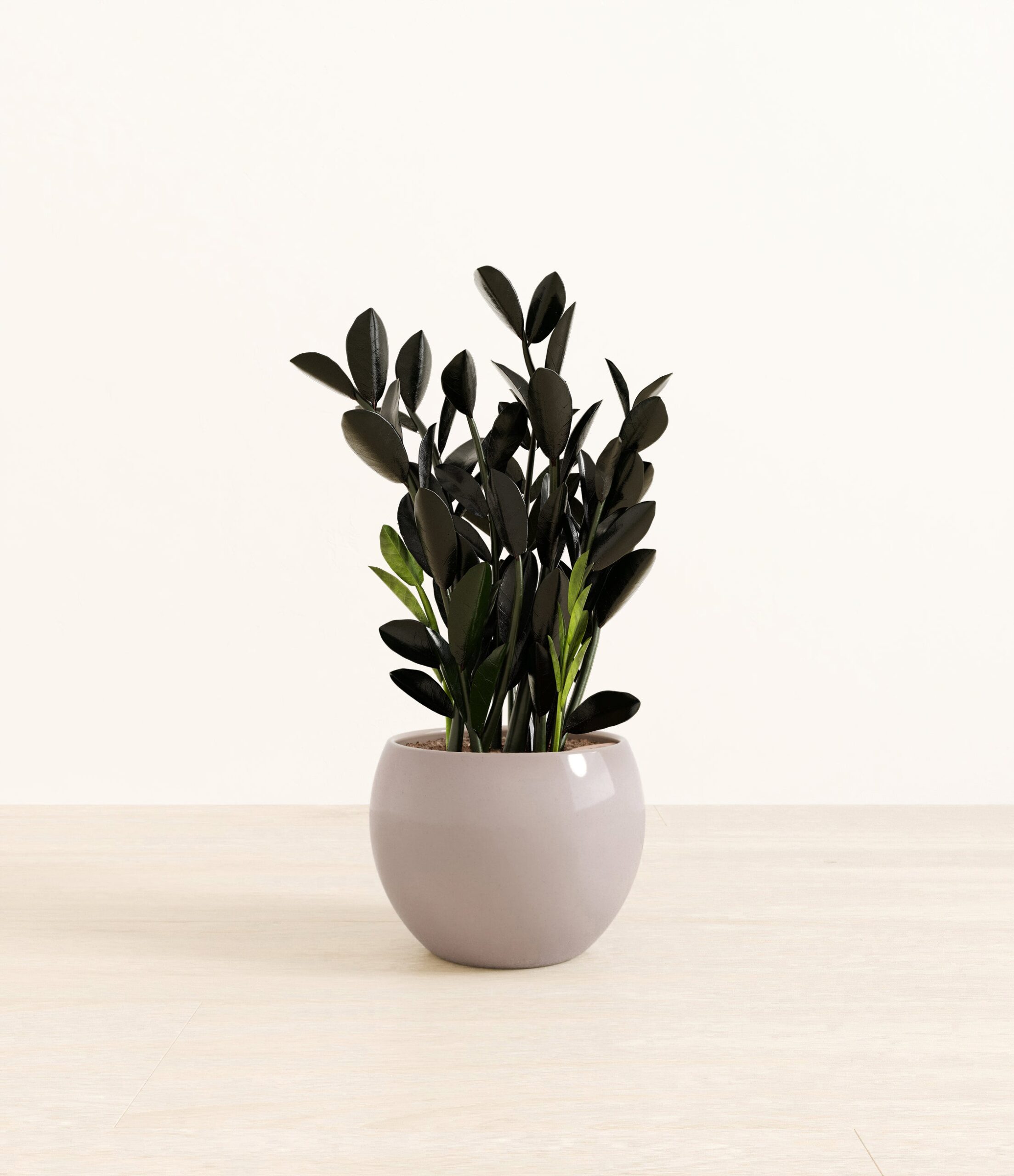BlackZZPlantMonet_grey.jpg