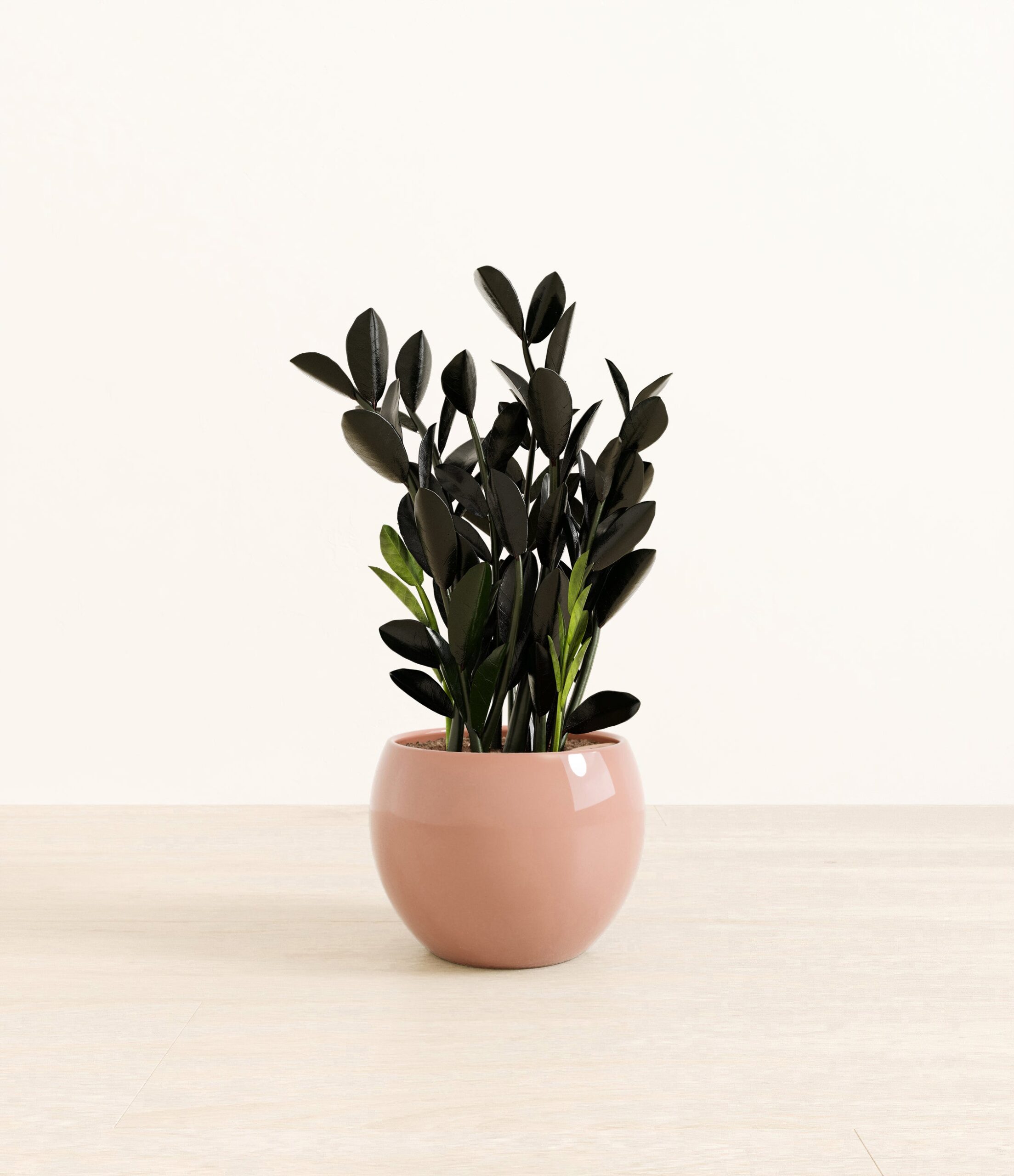 BlackZZPlantMonet_old_rose.jpg